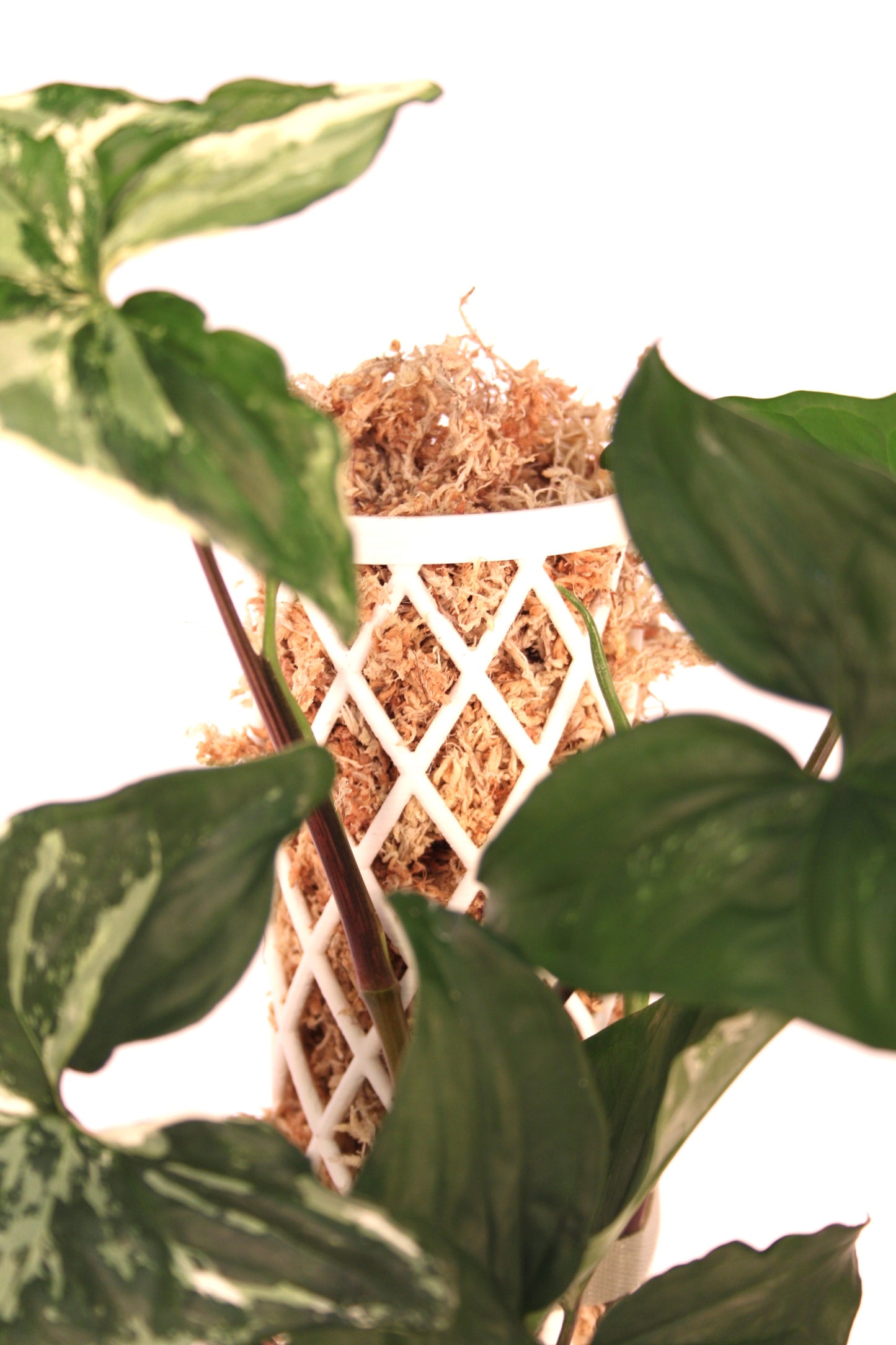 Extendable Moss Pole x Spagmoss (Bundle) - LUplnts