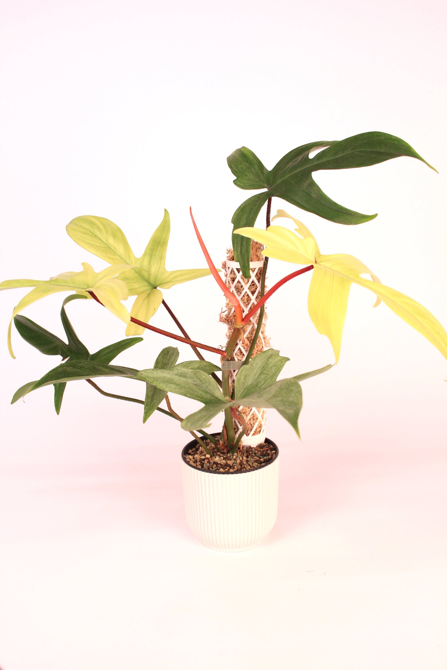 Extendable Moss Pole x Spagmoss (Bundle) - LUplnts