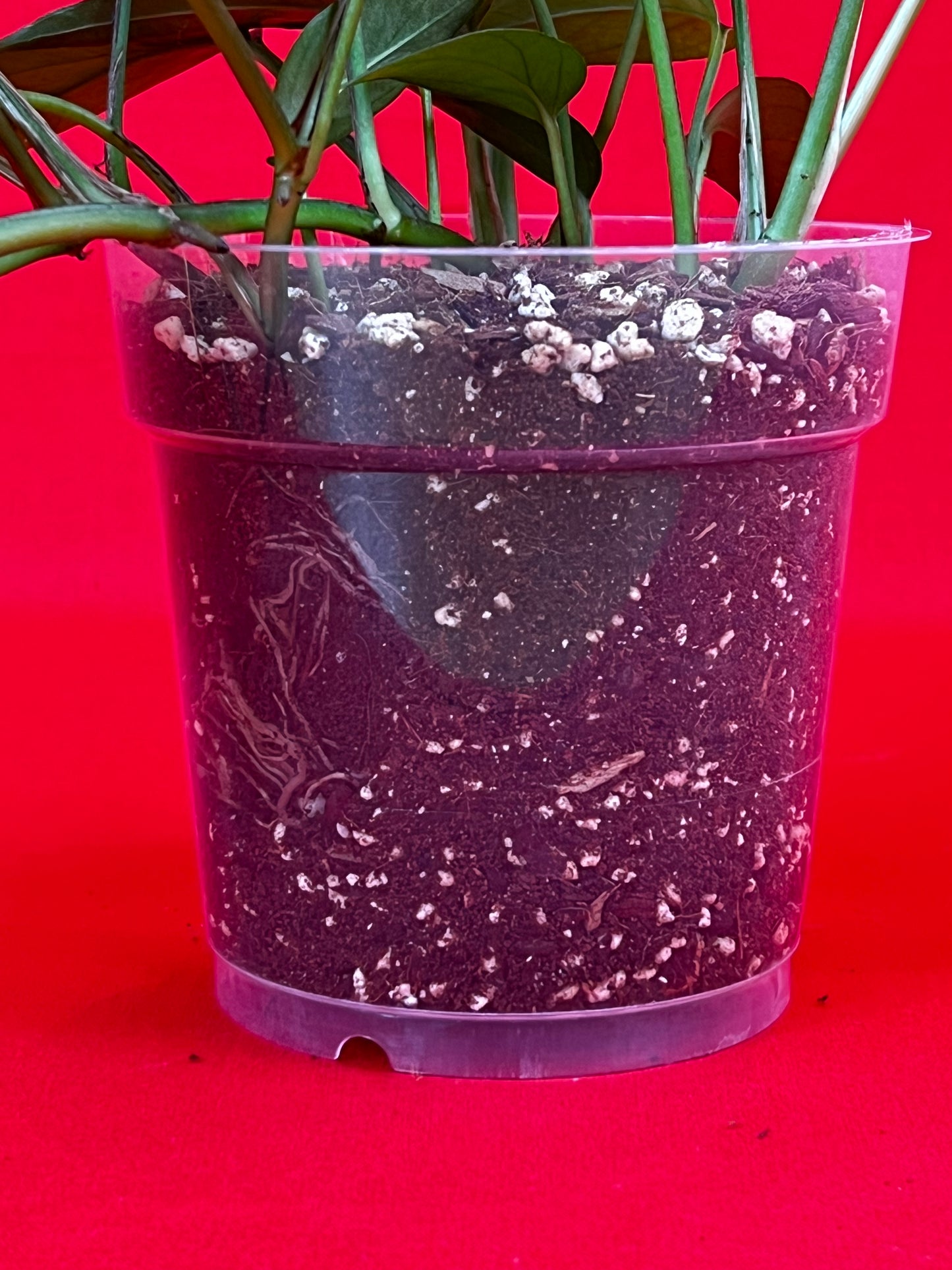 Nursery Pot - LUplnts