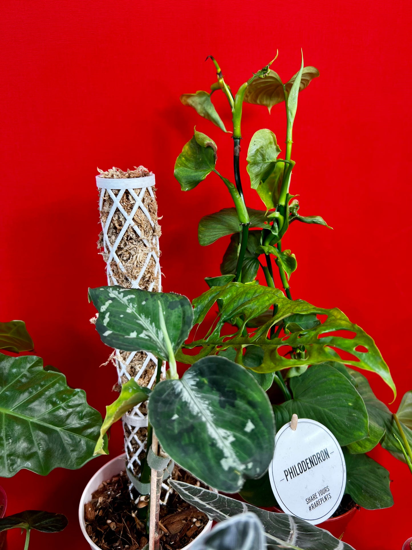 Saviour Plants - LUplnts