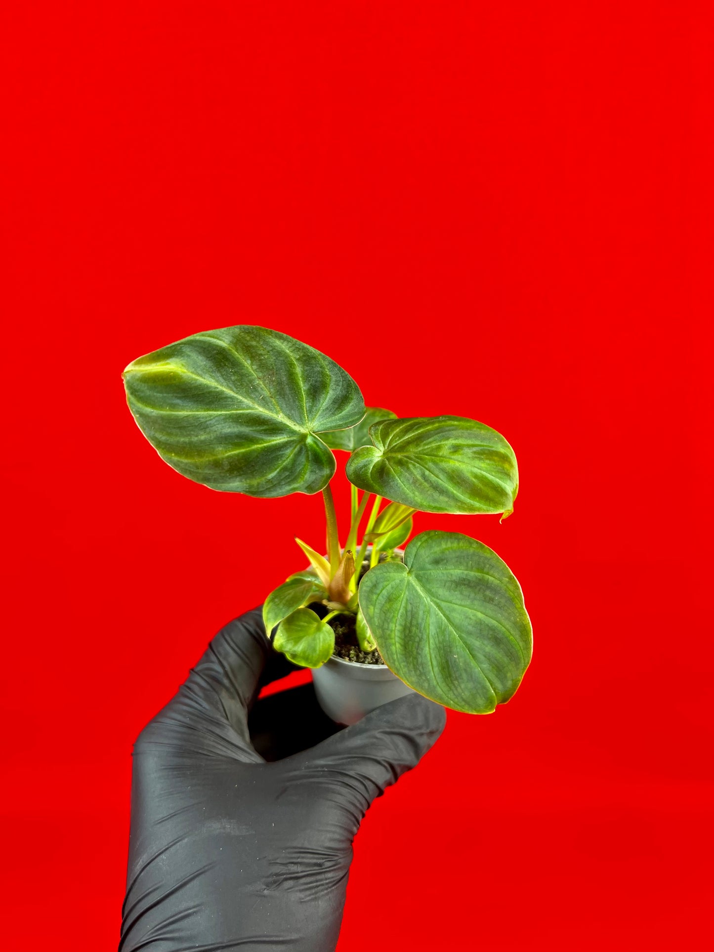 Philodendron Verrucosum (s) - LUplnts