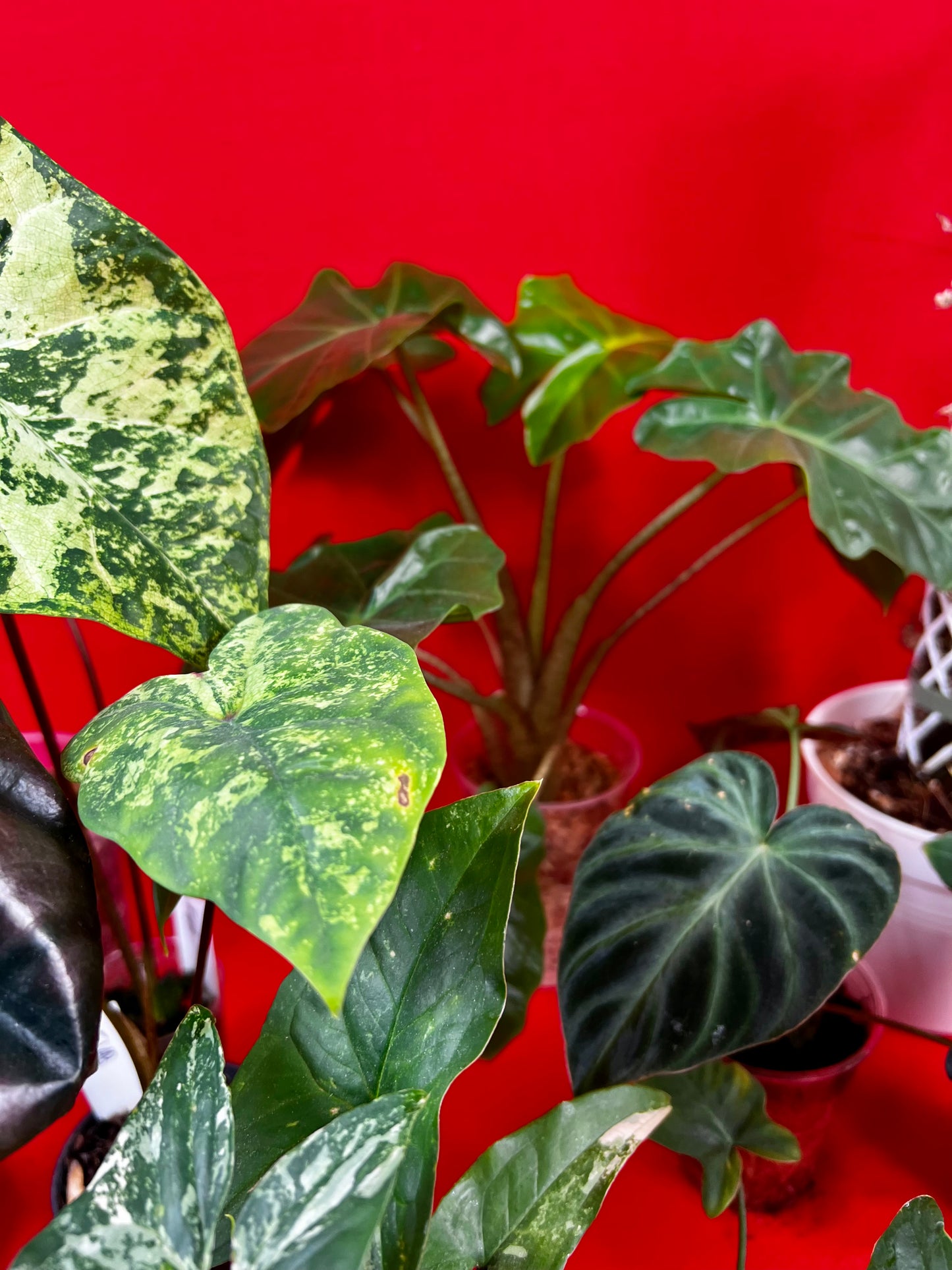Saviour Plants - LUplnts