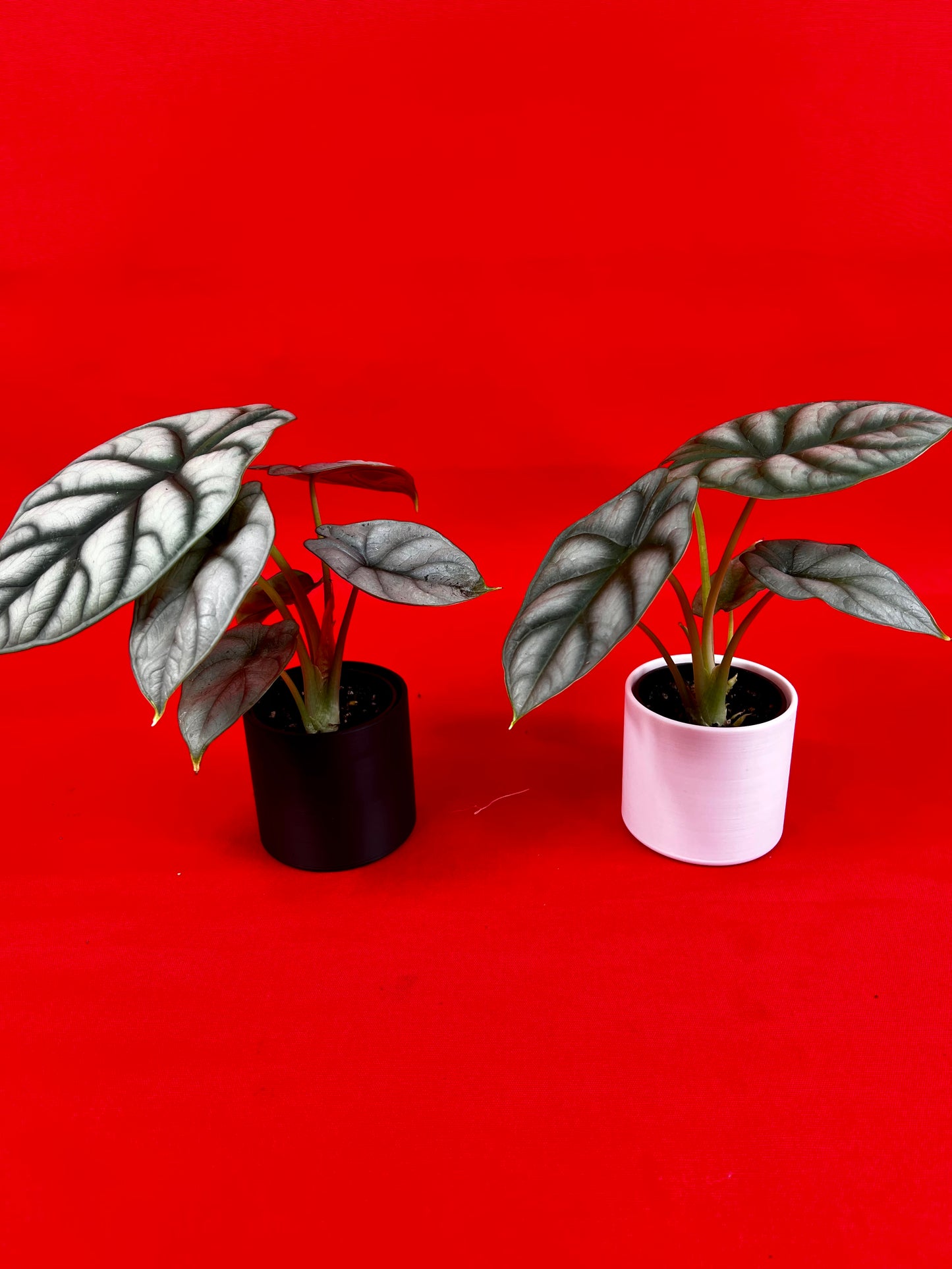 Alocasia Silver Dragon (s) - LUplnts
