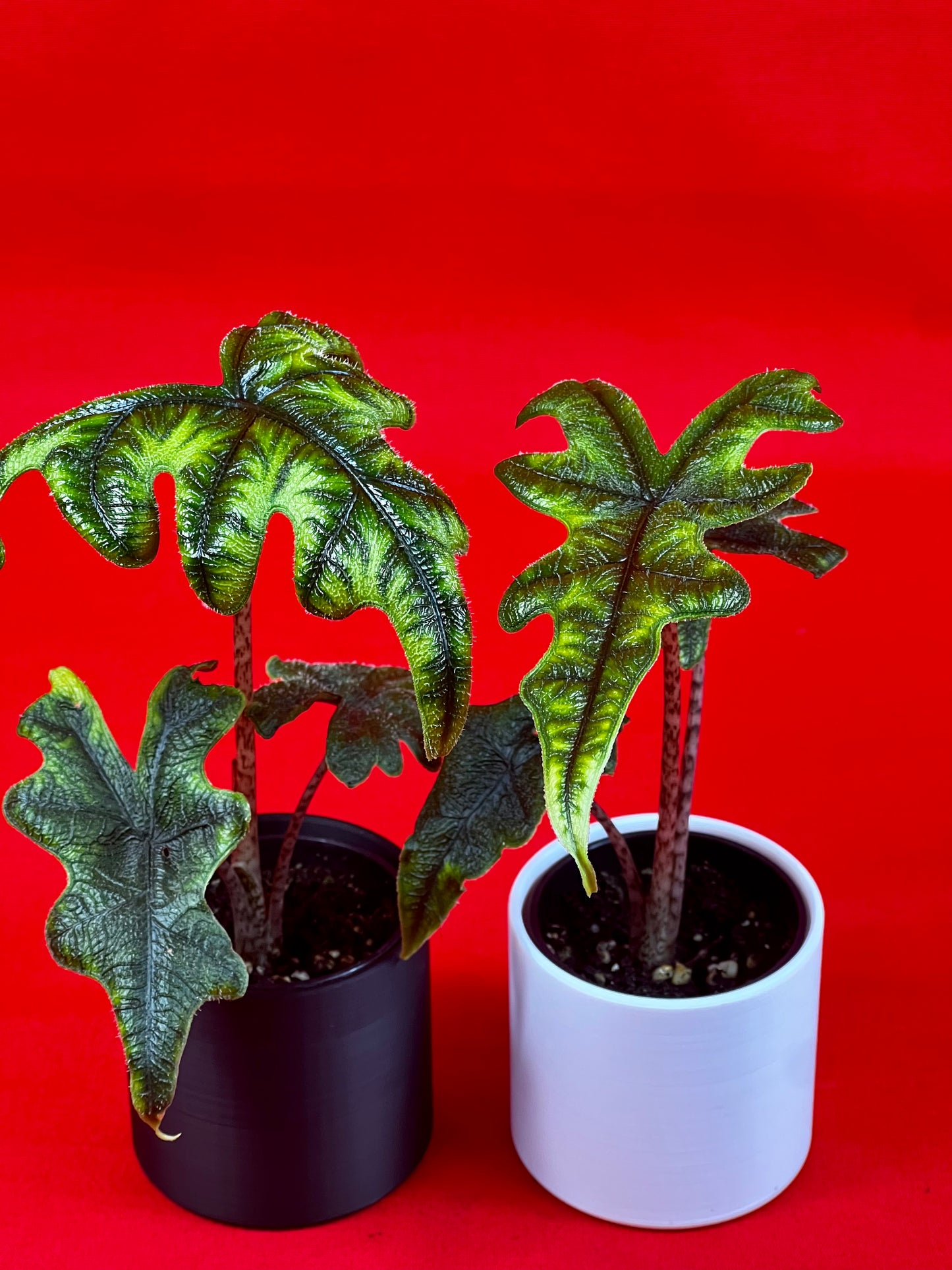 Alocasia Jacklyn (s) - LUplnts
