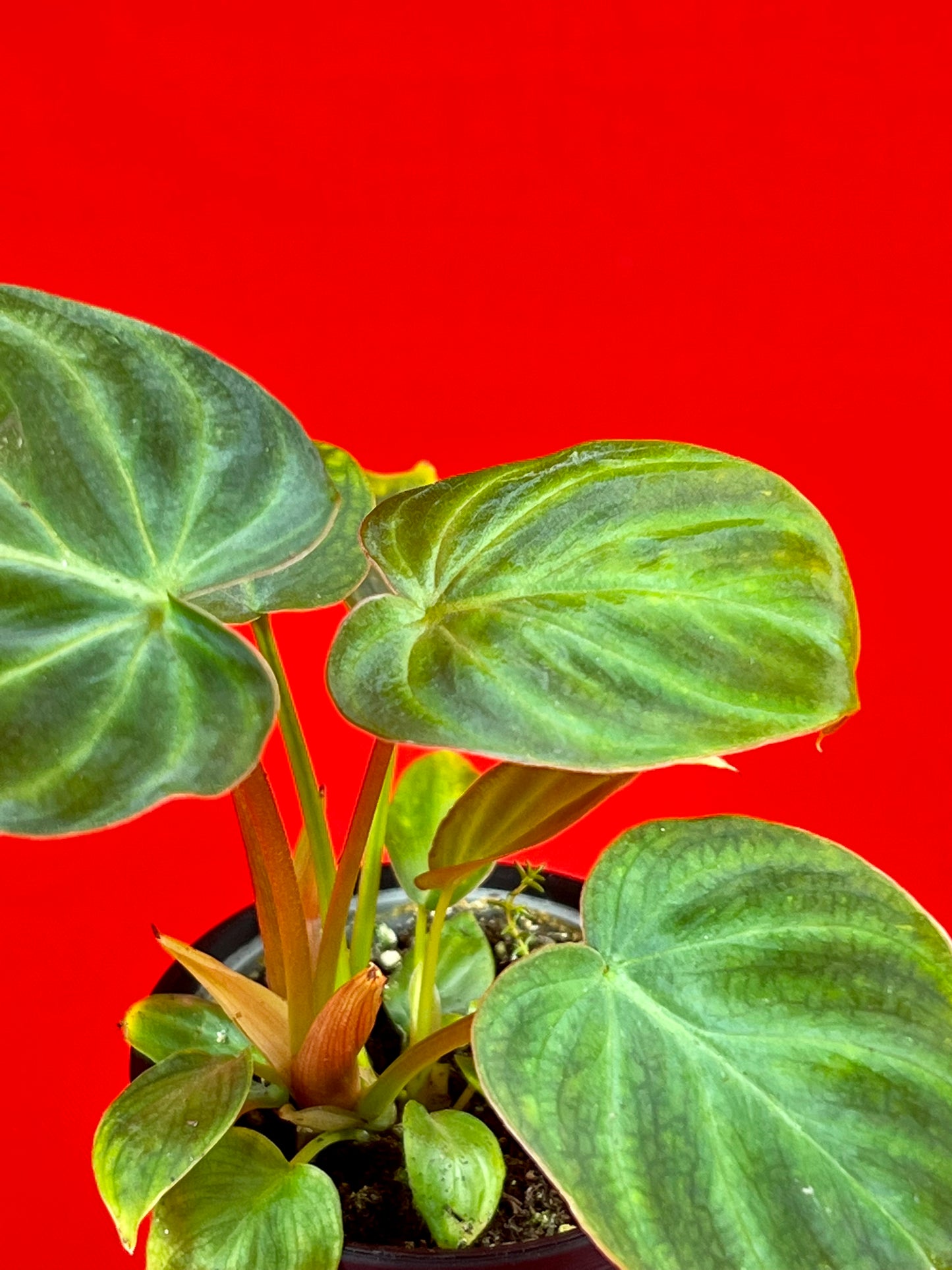 Philodendron Verrucosum (s) - LUplnts