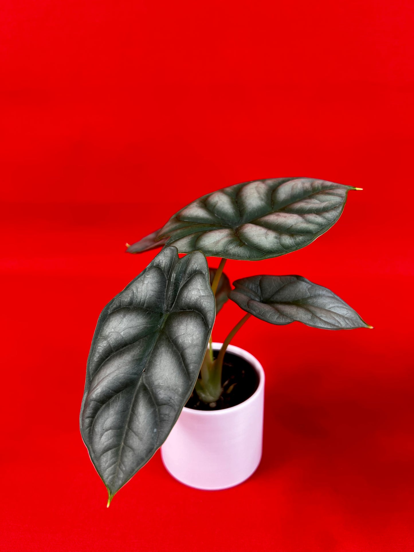 Alocasia Silver Dragon (s) - LUplnts