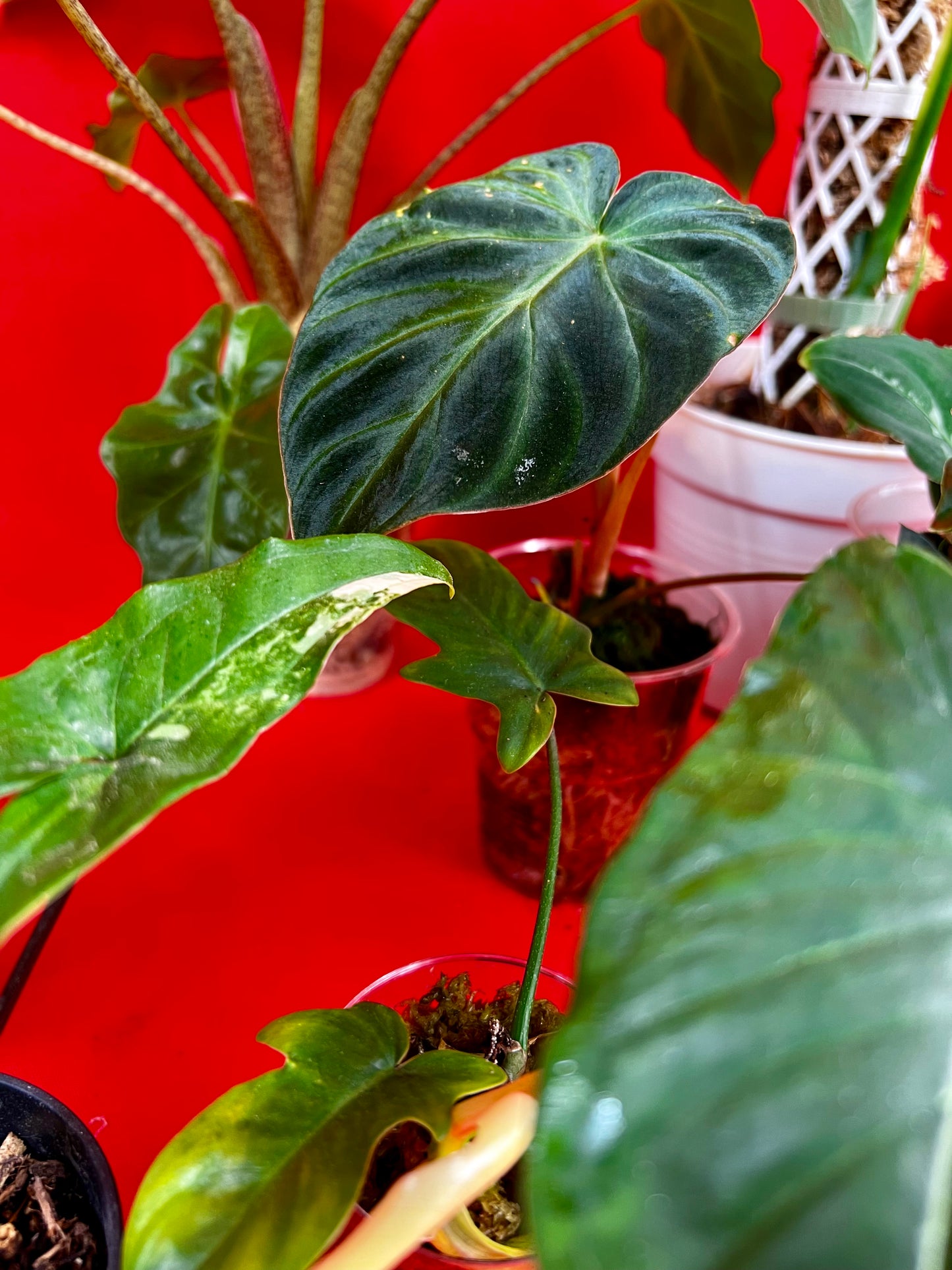 Saviour Plants - LUplnts
