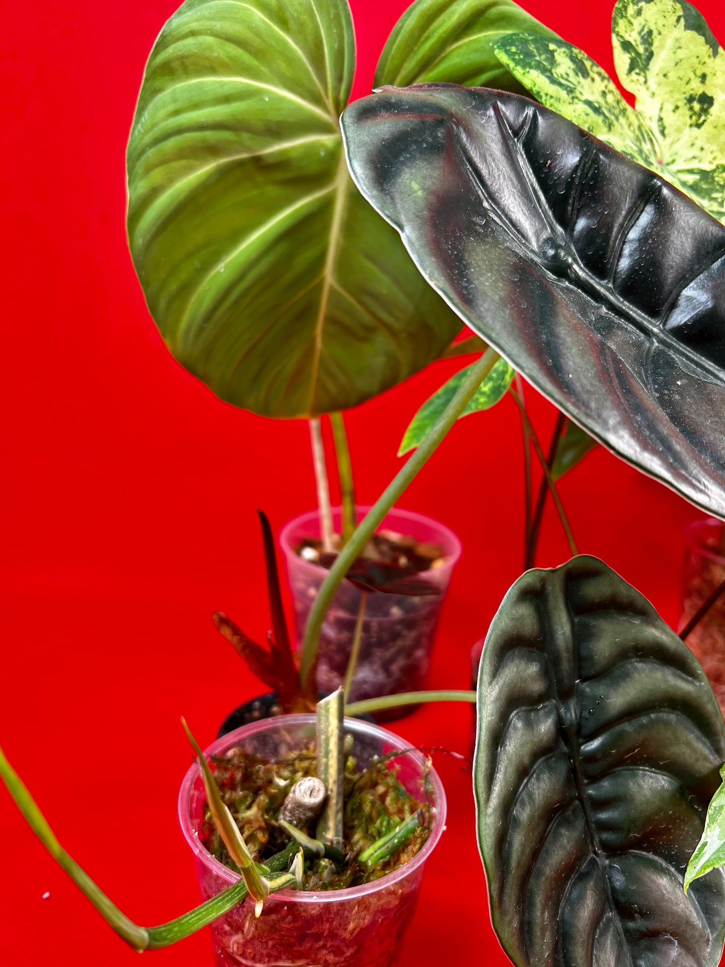 Saviour Plants - LUplnts