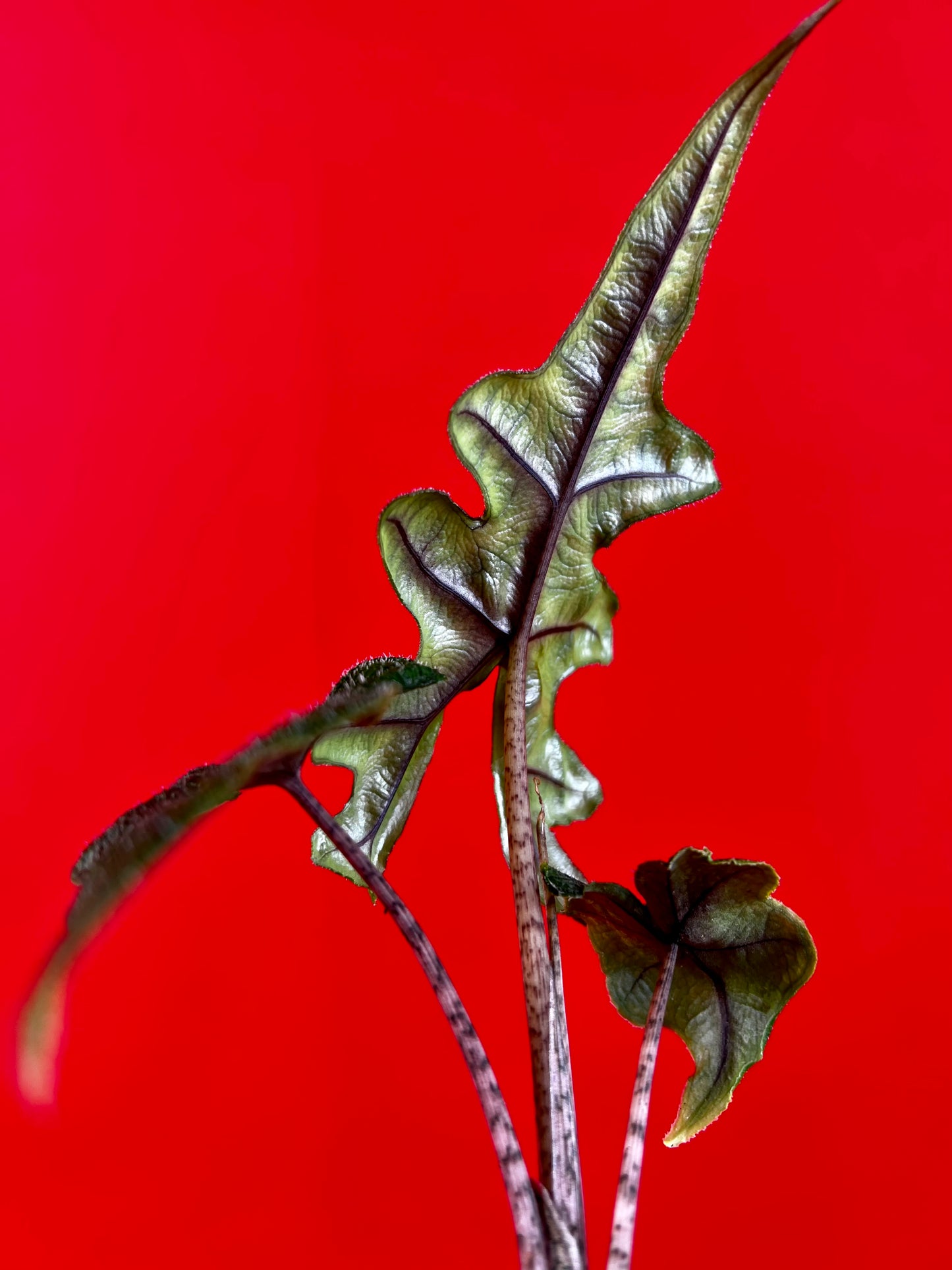 Alocasia Jacklyn (s) - LUplnts