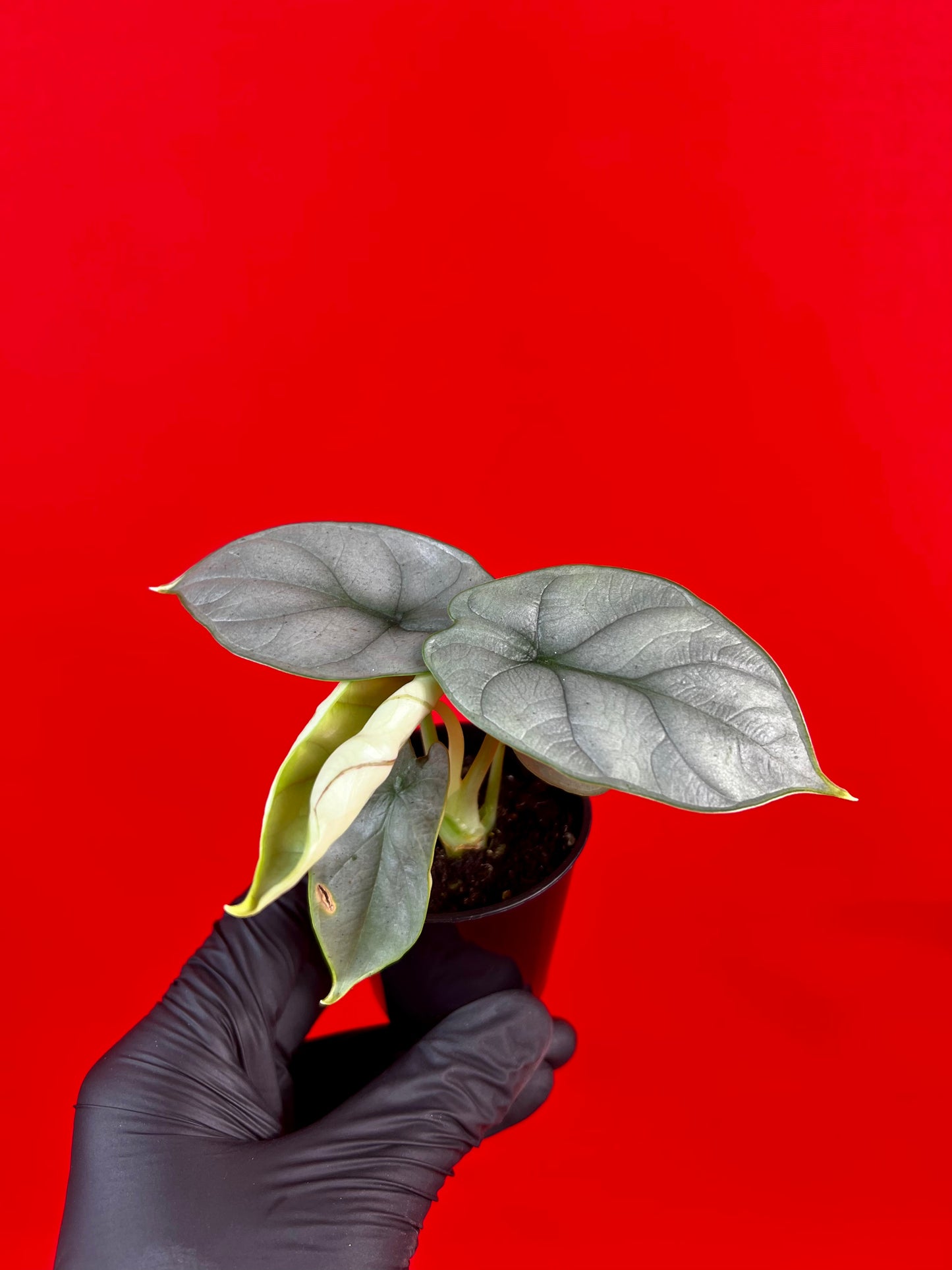 Alocasia Silver Dragon (s) - LUplnts