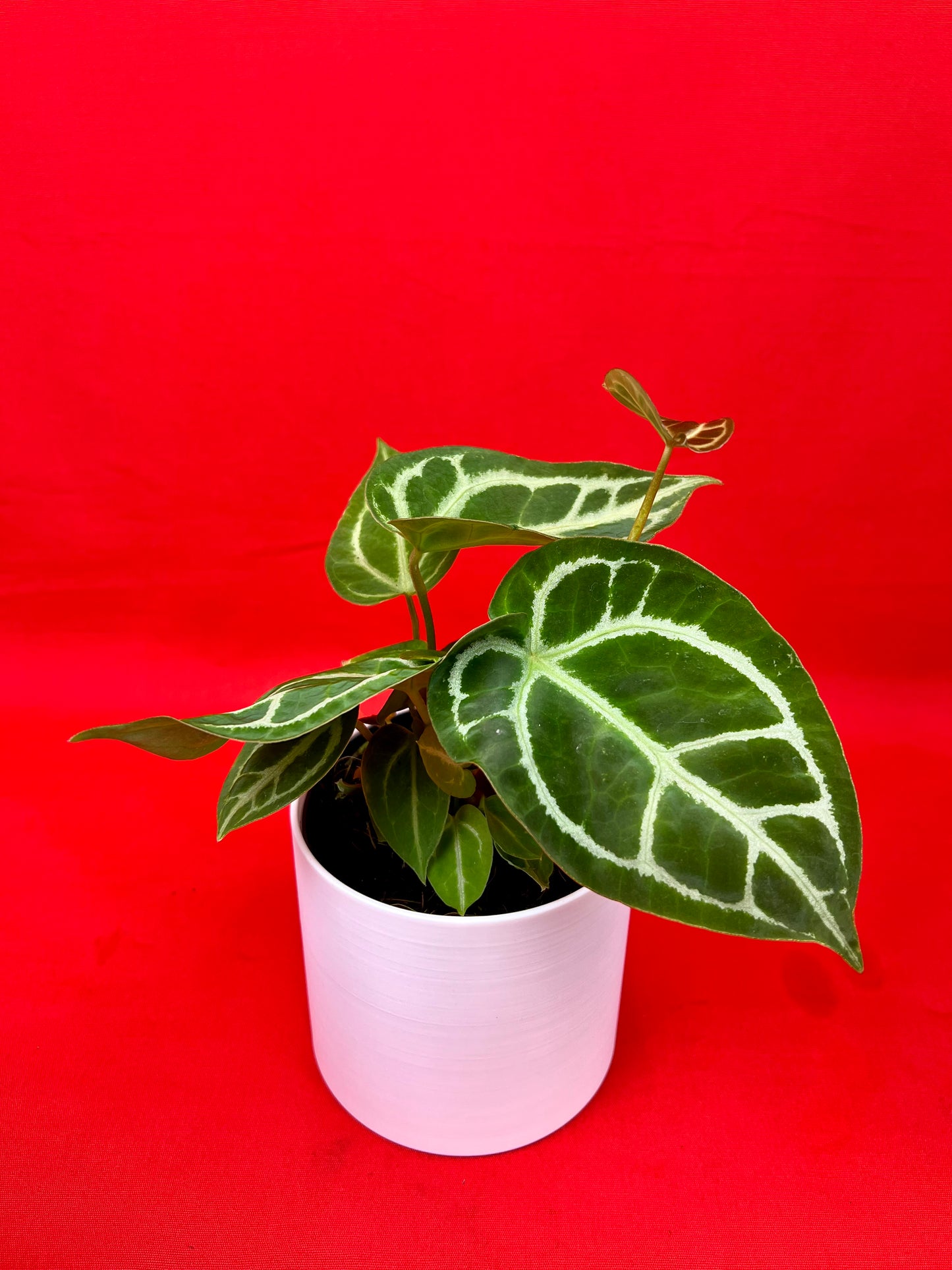 Anthurium crystallinum - LUplnts