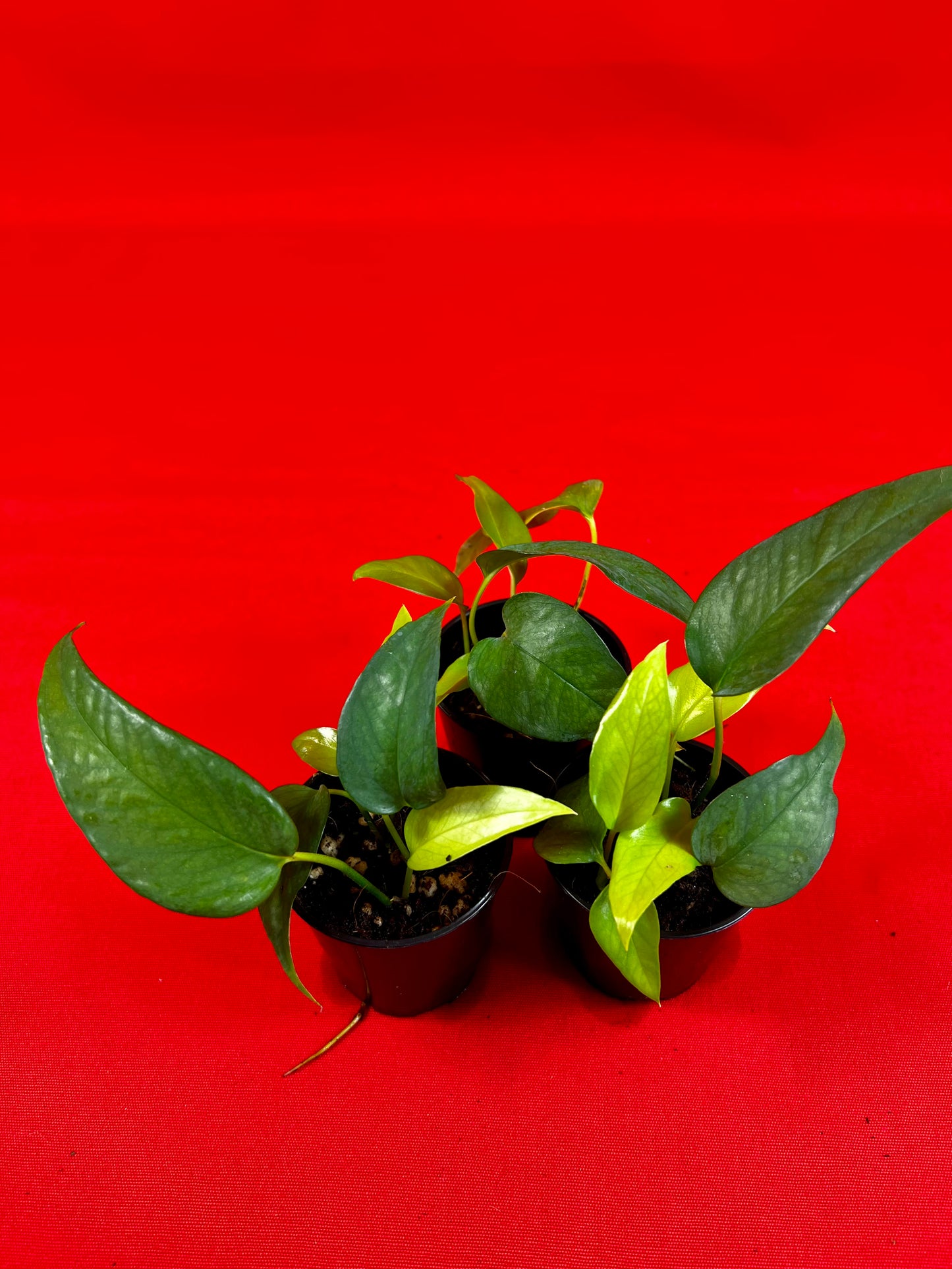 Epipremnum Pinnatum Skeleton Key (s) - LUplnts