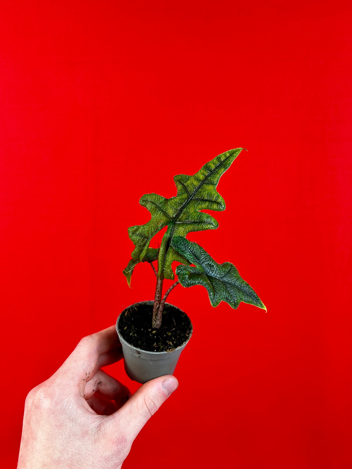 Alocasia Jacklyn (s) - LUplnts