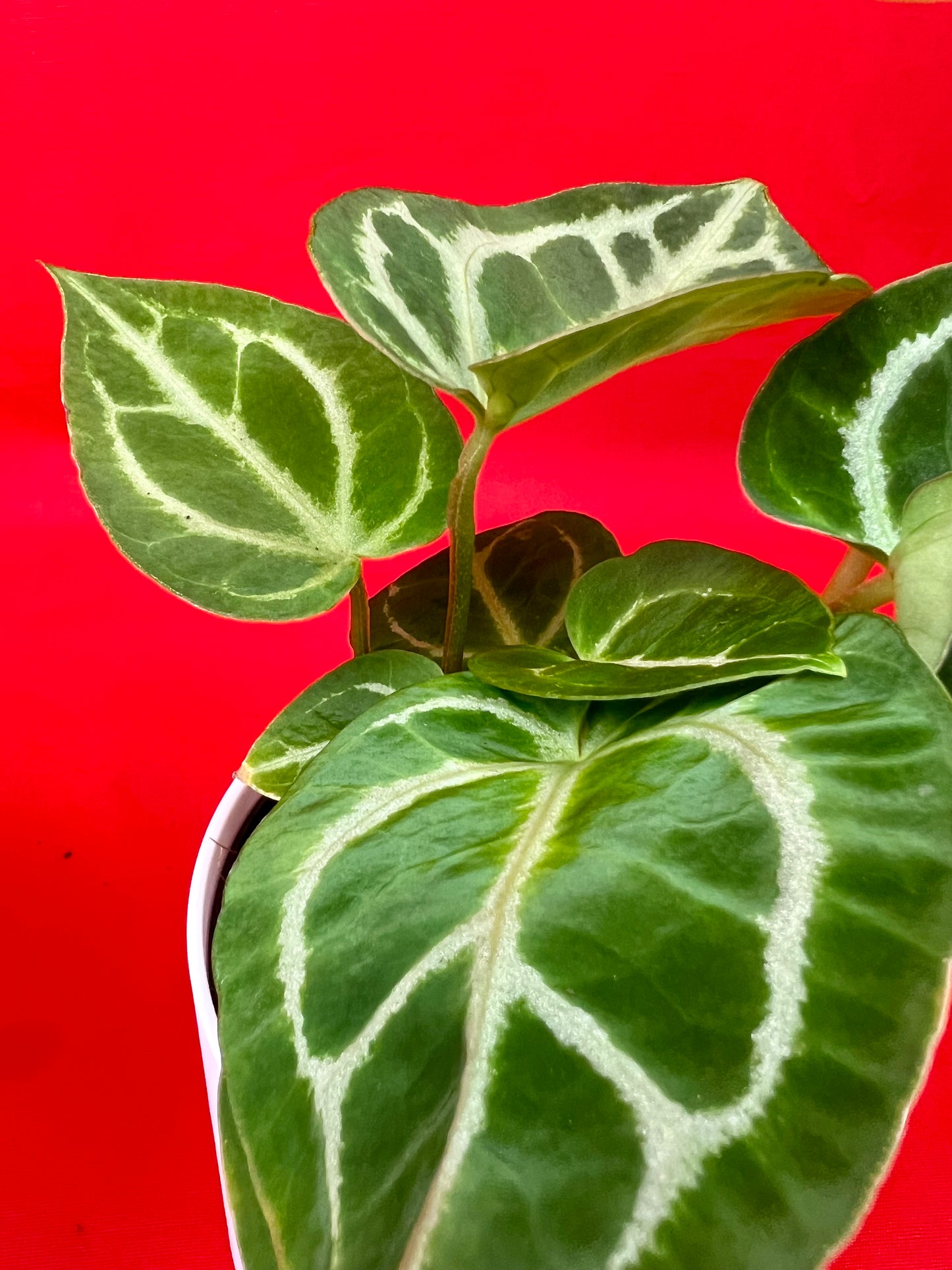 Anthurium crystallinum - LUplnts
