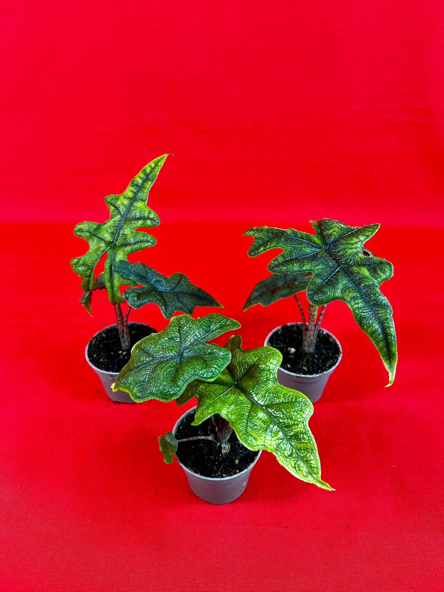 Alocasia Jacklyn (s) - LUplnts