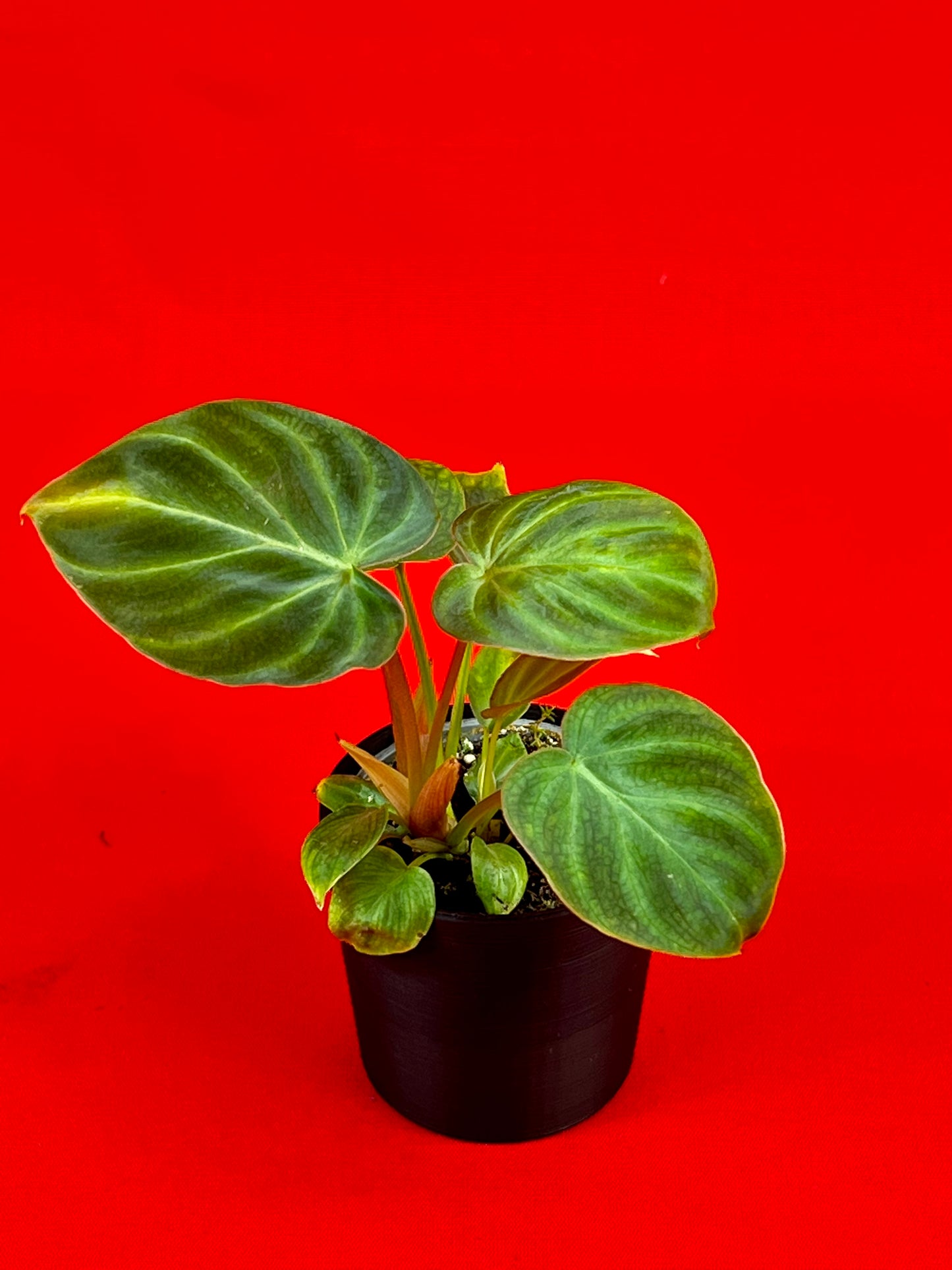 Philodendron Verrucosum (s) - LUplnts