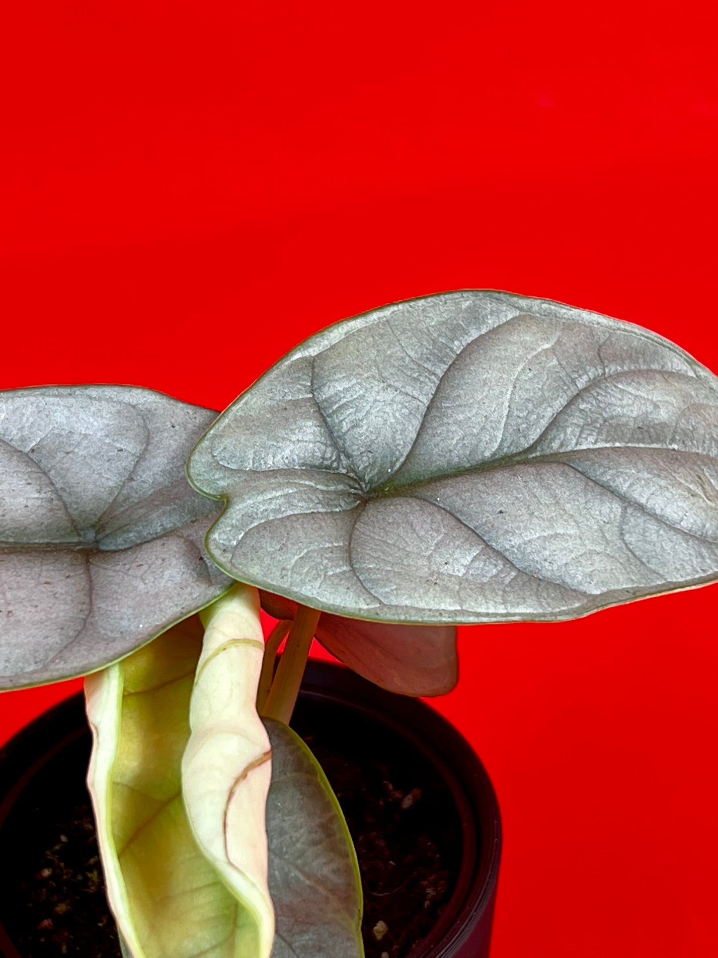 Alocasia Silver Dragon (s) - LUplnts