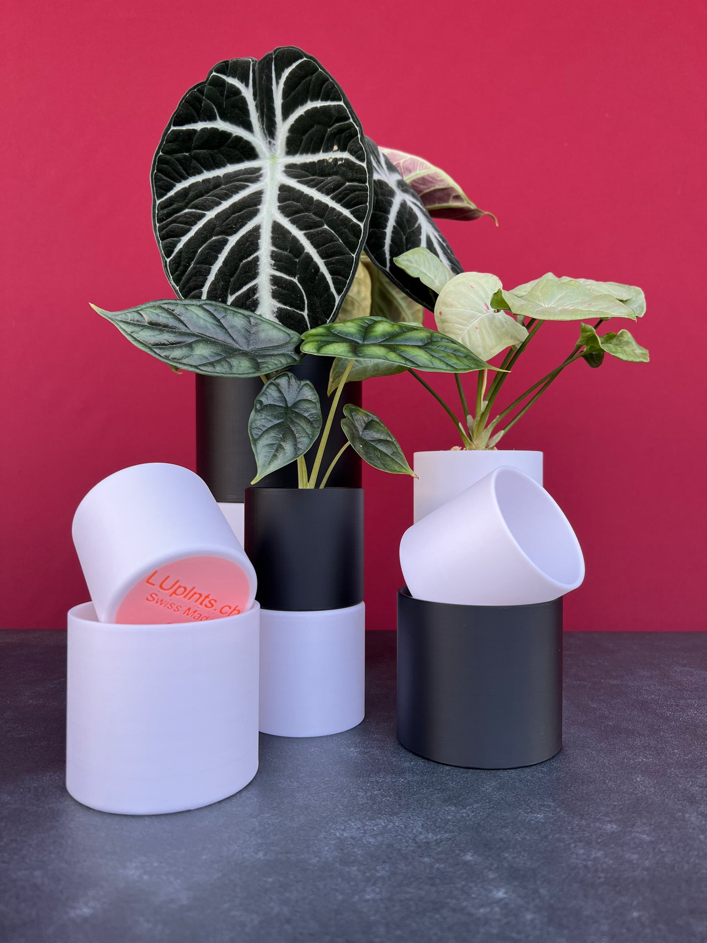 Repotting Set - LUplnts