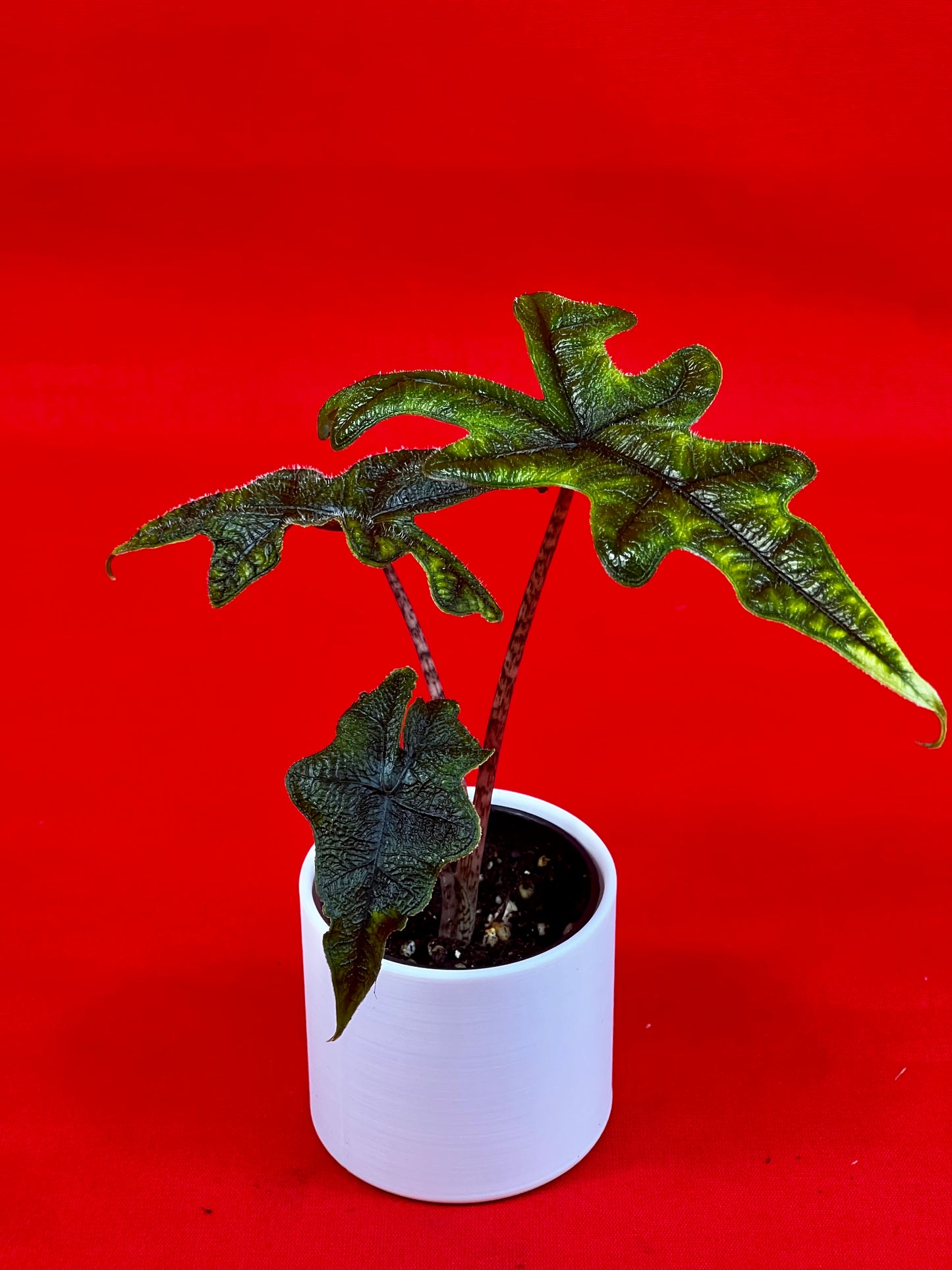 Alocasia Jacklyn (s) - LUplnts