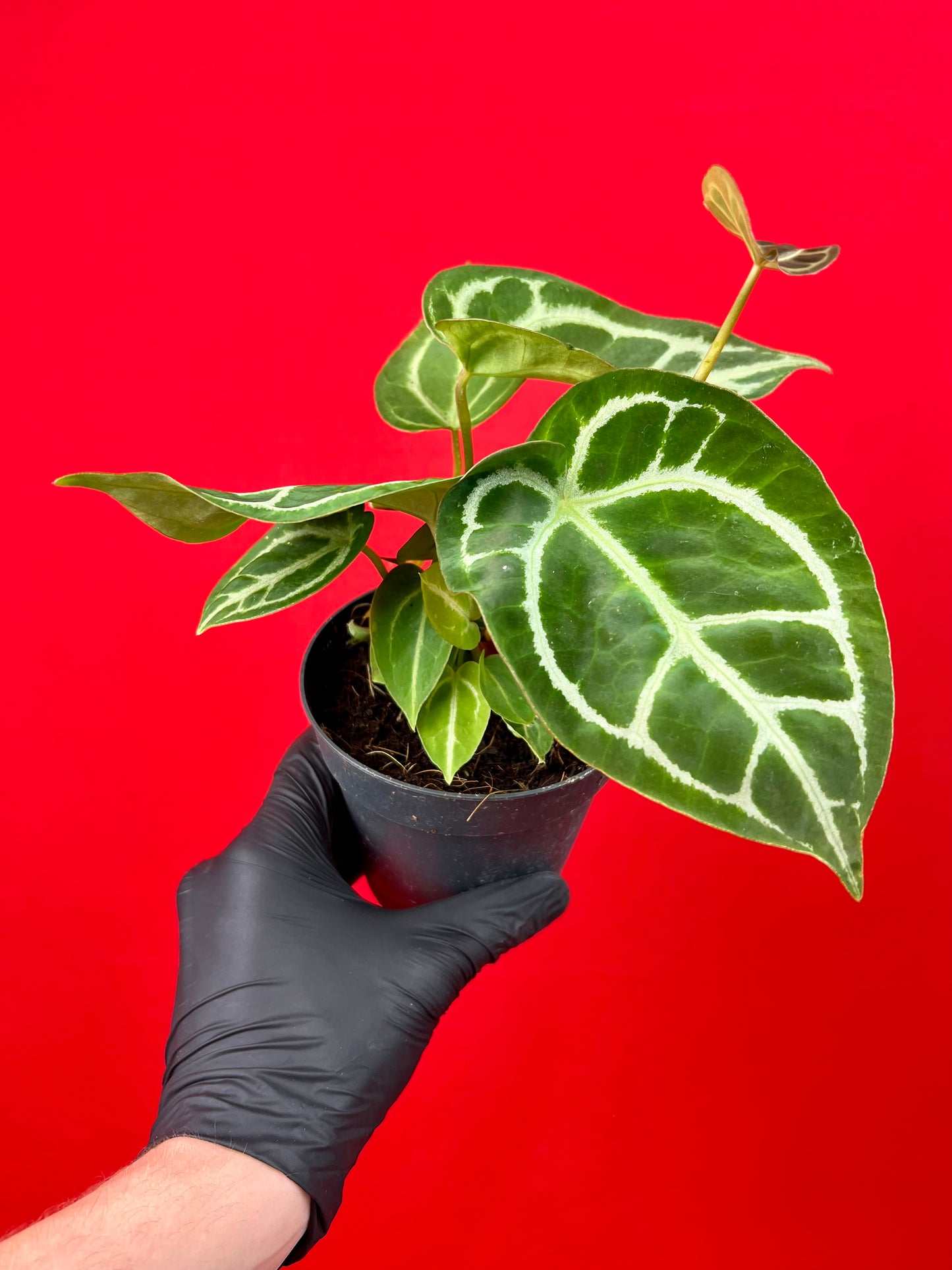 Anthurium crystallinum - LUplnts