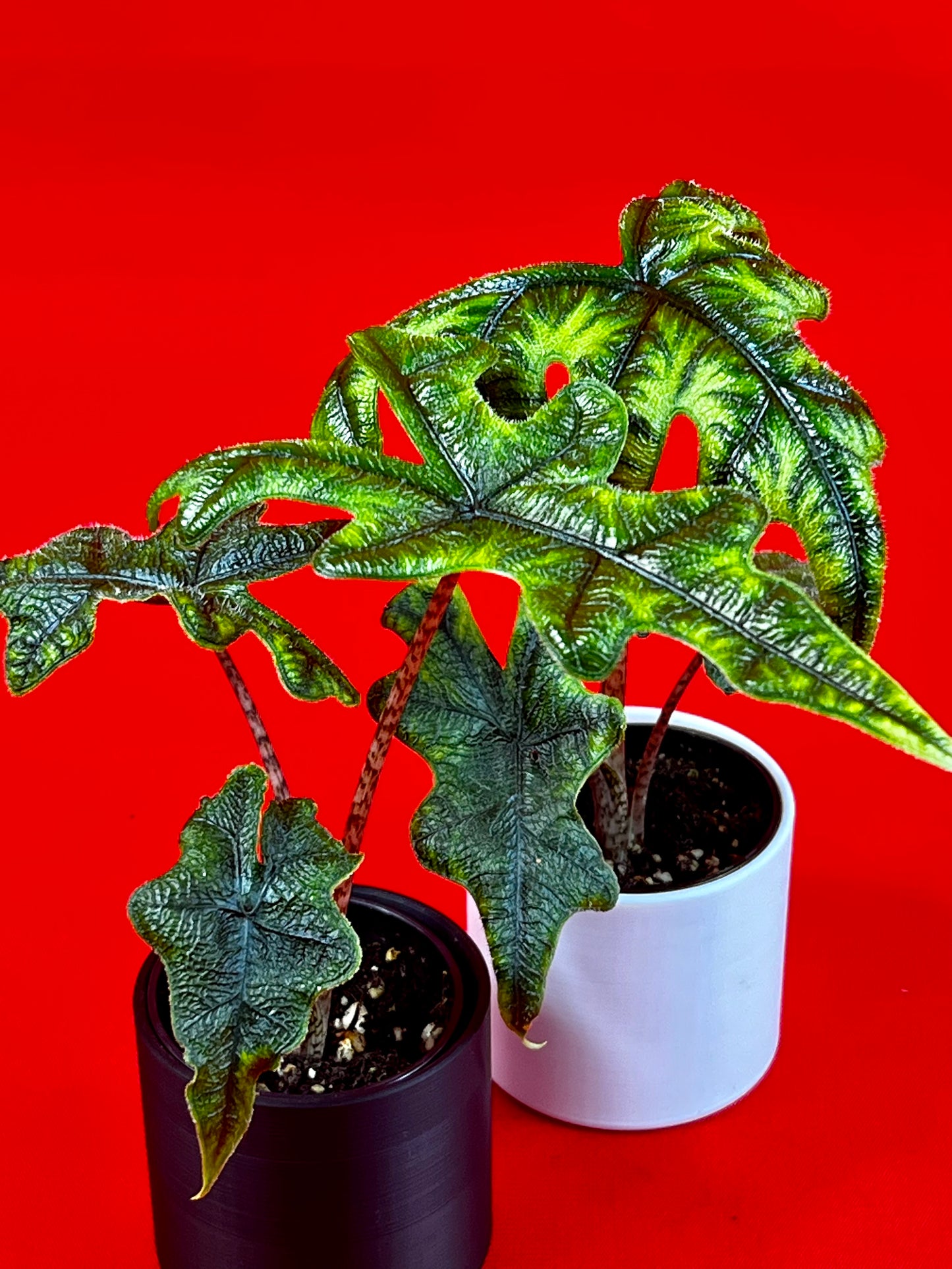 Alocasia Jacklyn (s) - LUplnts