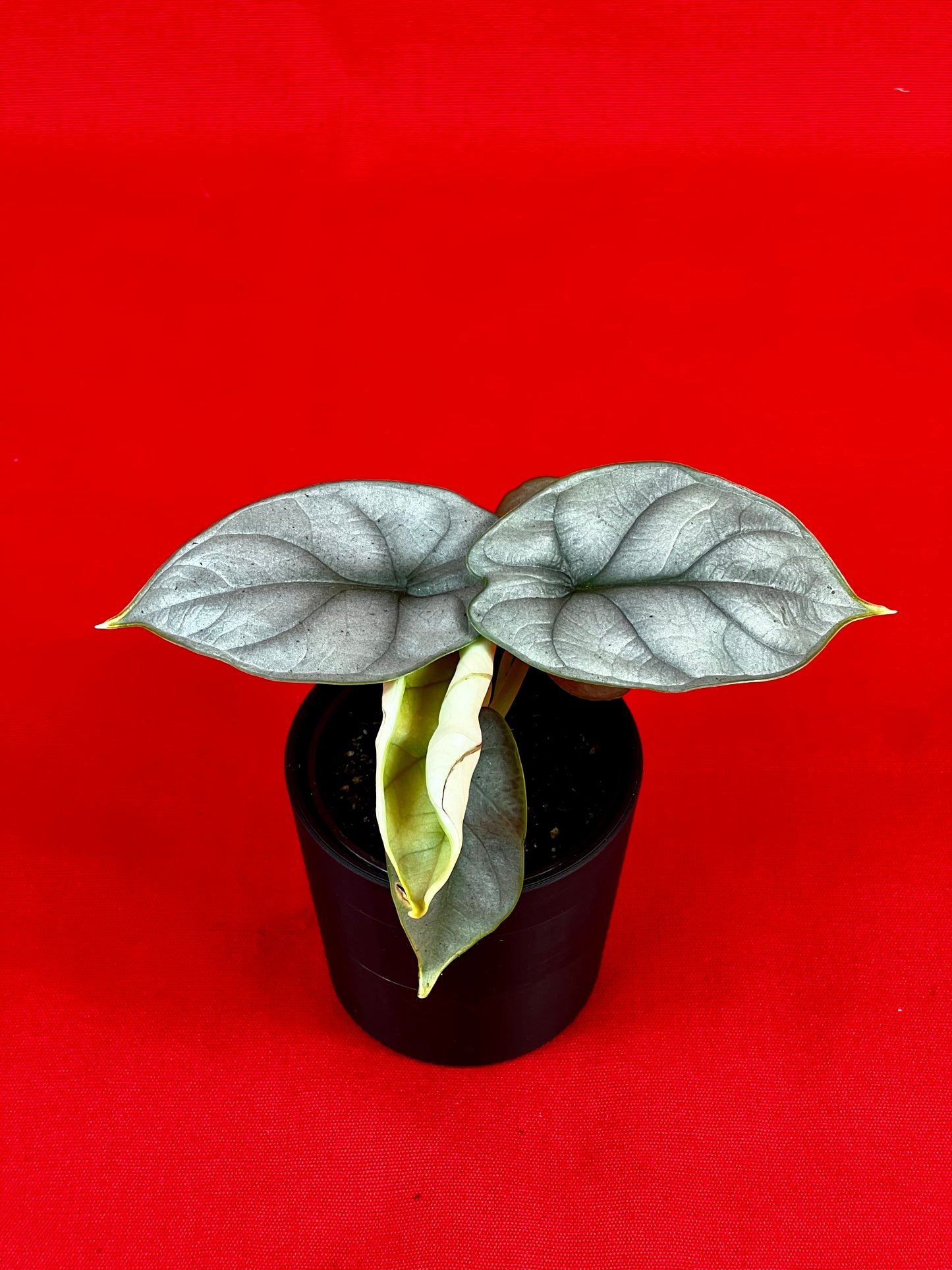Alocasia Silver Dragon (s) - LUplnts