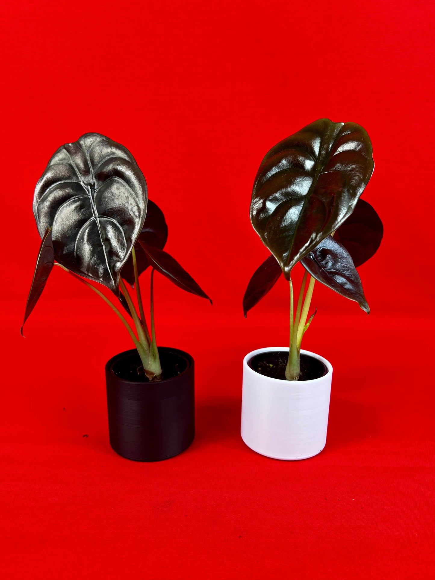 Alocasia Cuprea Red Secret (s) - LUplnts