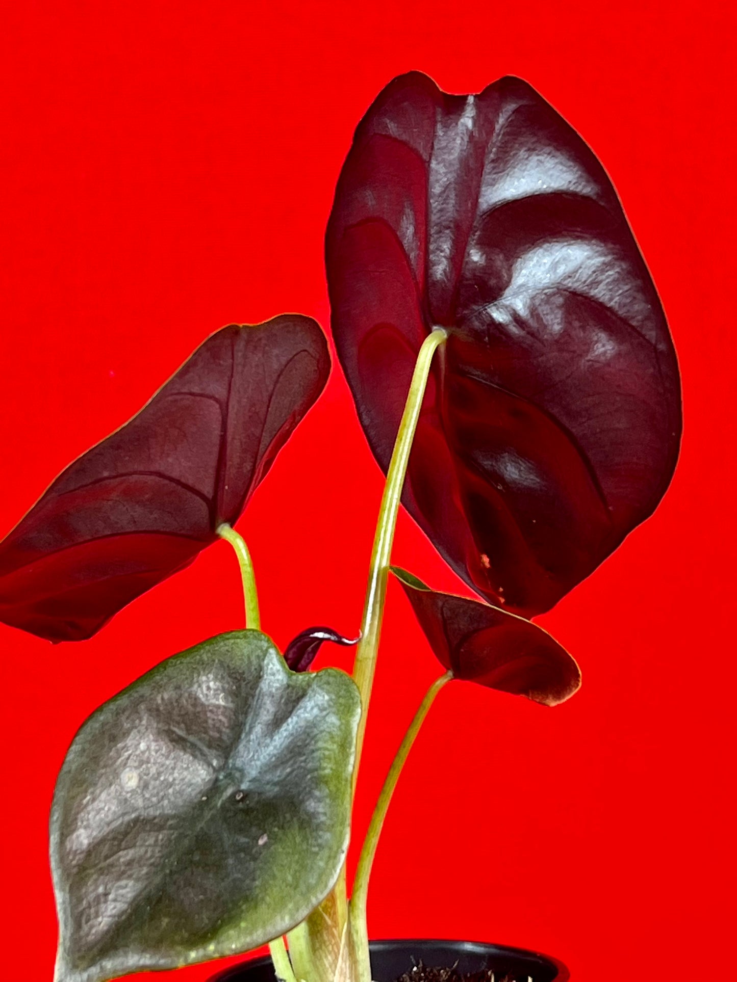 Alocasia Cuprea Red Secret (s) - LUplnts