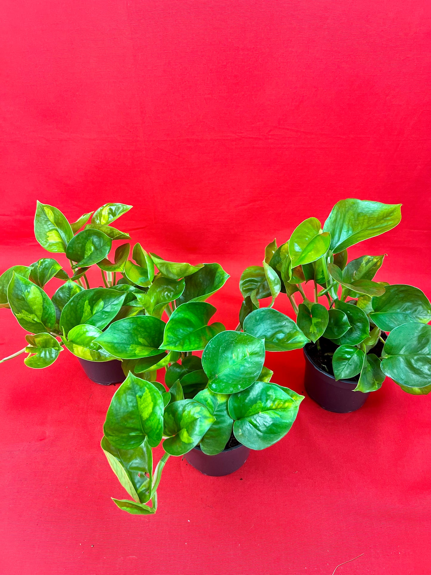 Epipremnum Pinnatum Global Green - LUplnts
