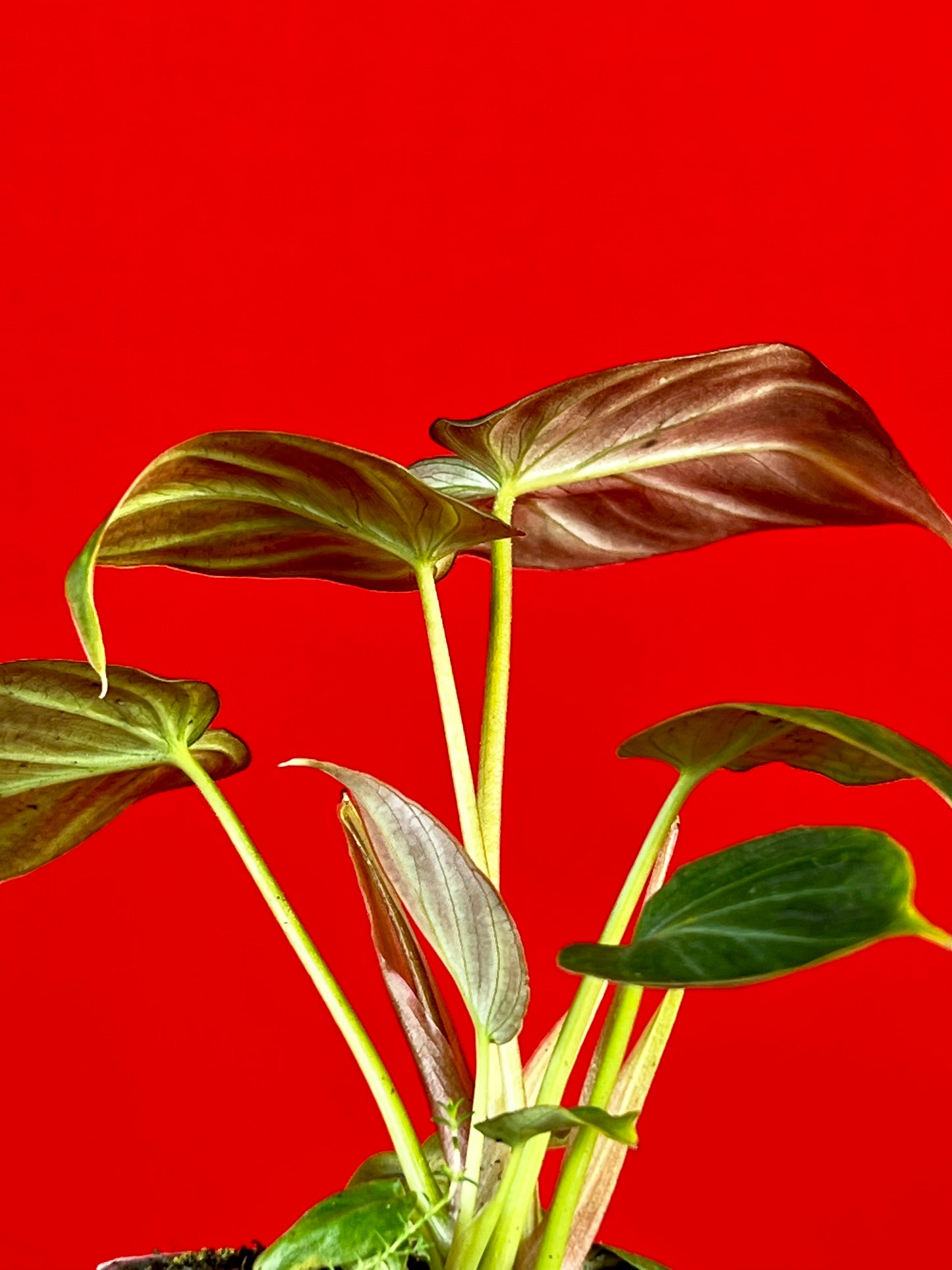 Philodendron Verrucosum (s) - LUplnts
