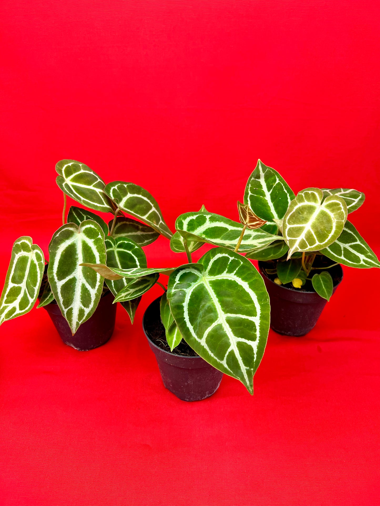 Anthurium crystallinum - LUplnts