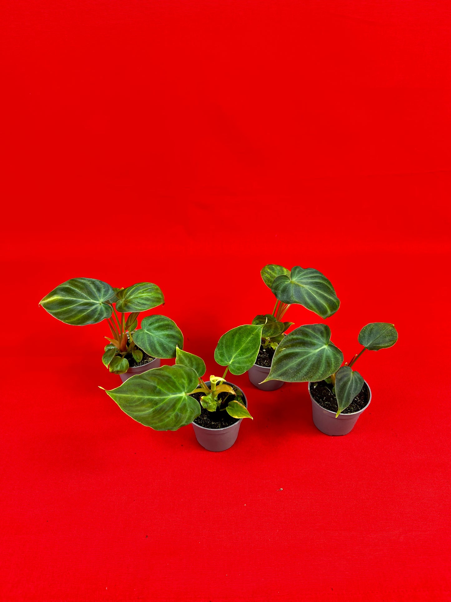 Philodendron Verrucosum (s) - LUplnts