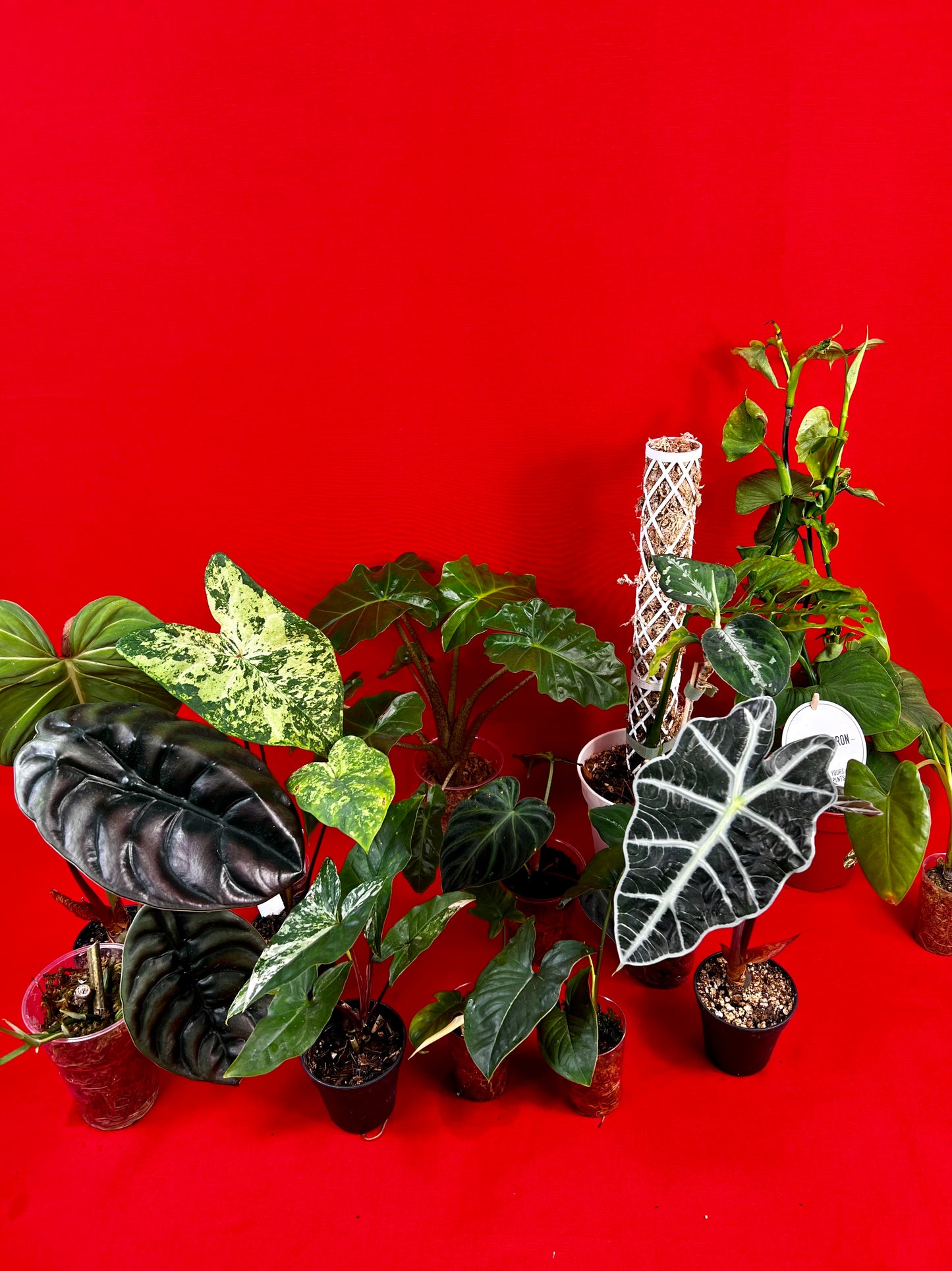 Saviour Plants - LUplnts