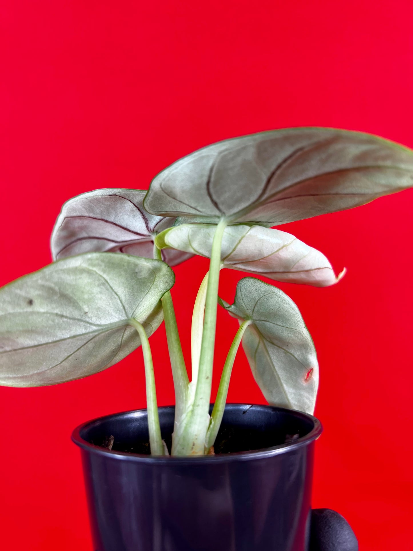 Alocasia Silver Dragon (s) - LUplnts