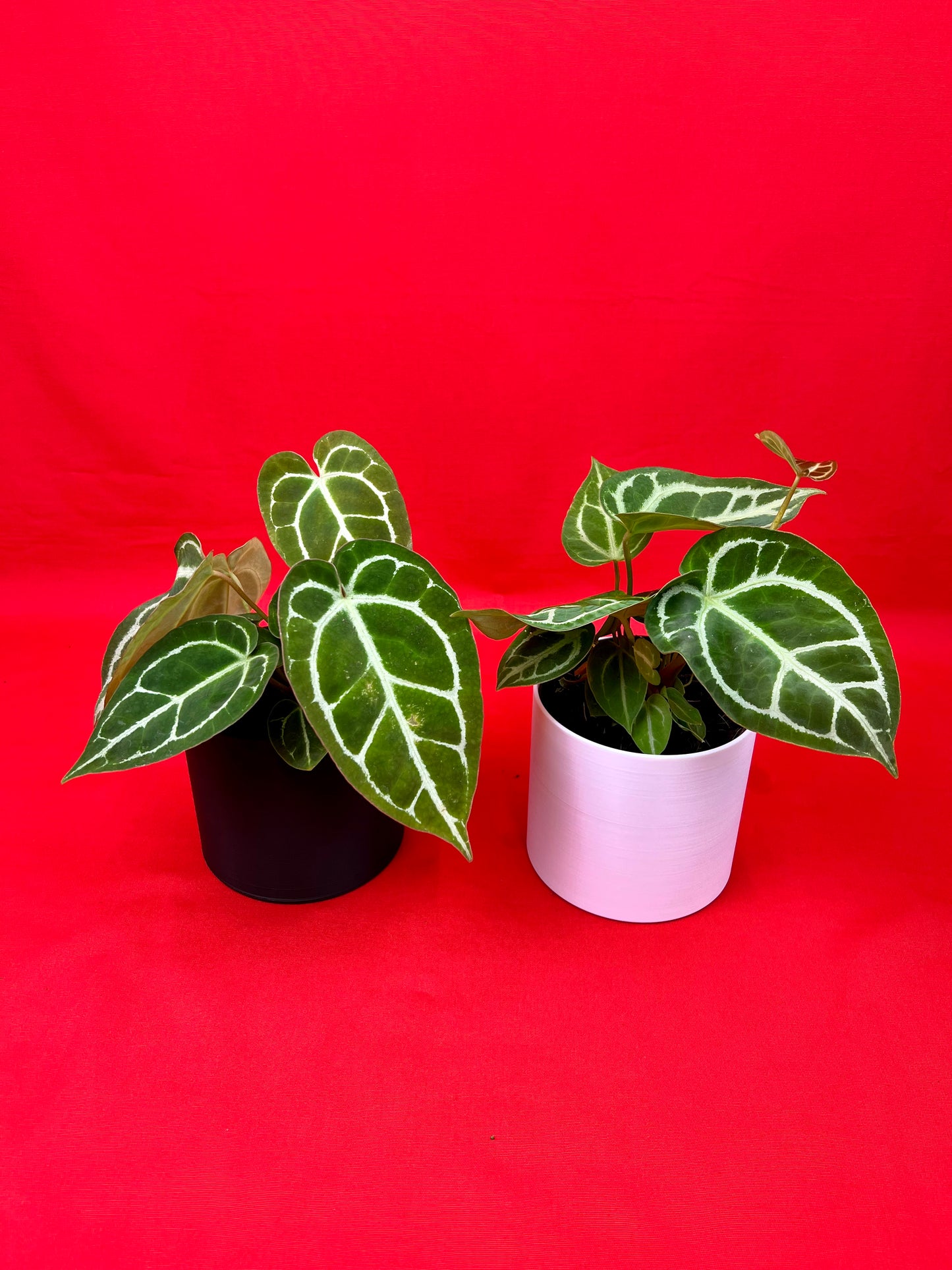 Anthurium crystallinum - LUplnts