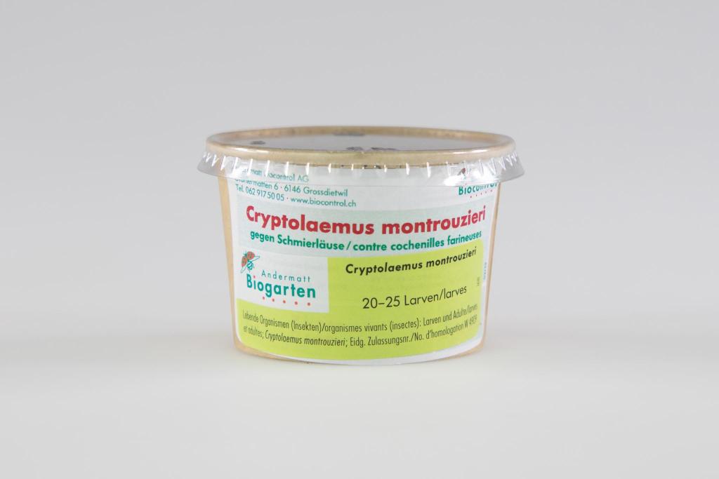 Cryptolaemus ladybug larvae - LUplnts