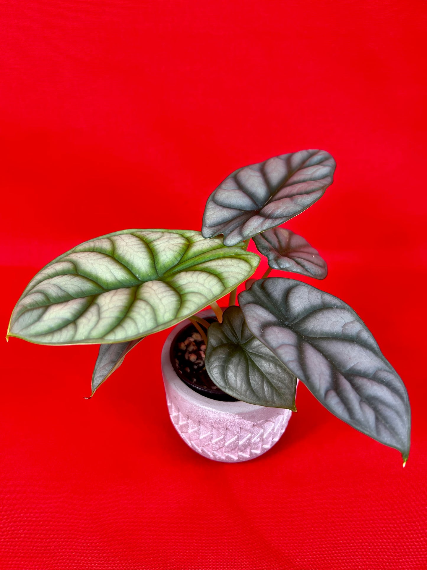 Alocasia Silver Dragon (s) - LUplnts