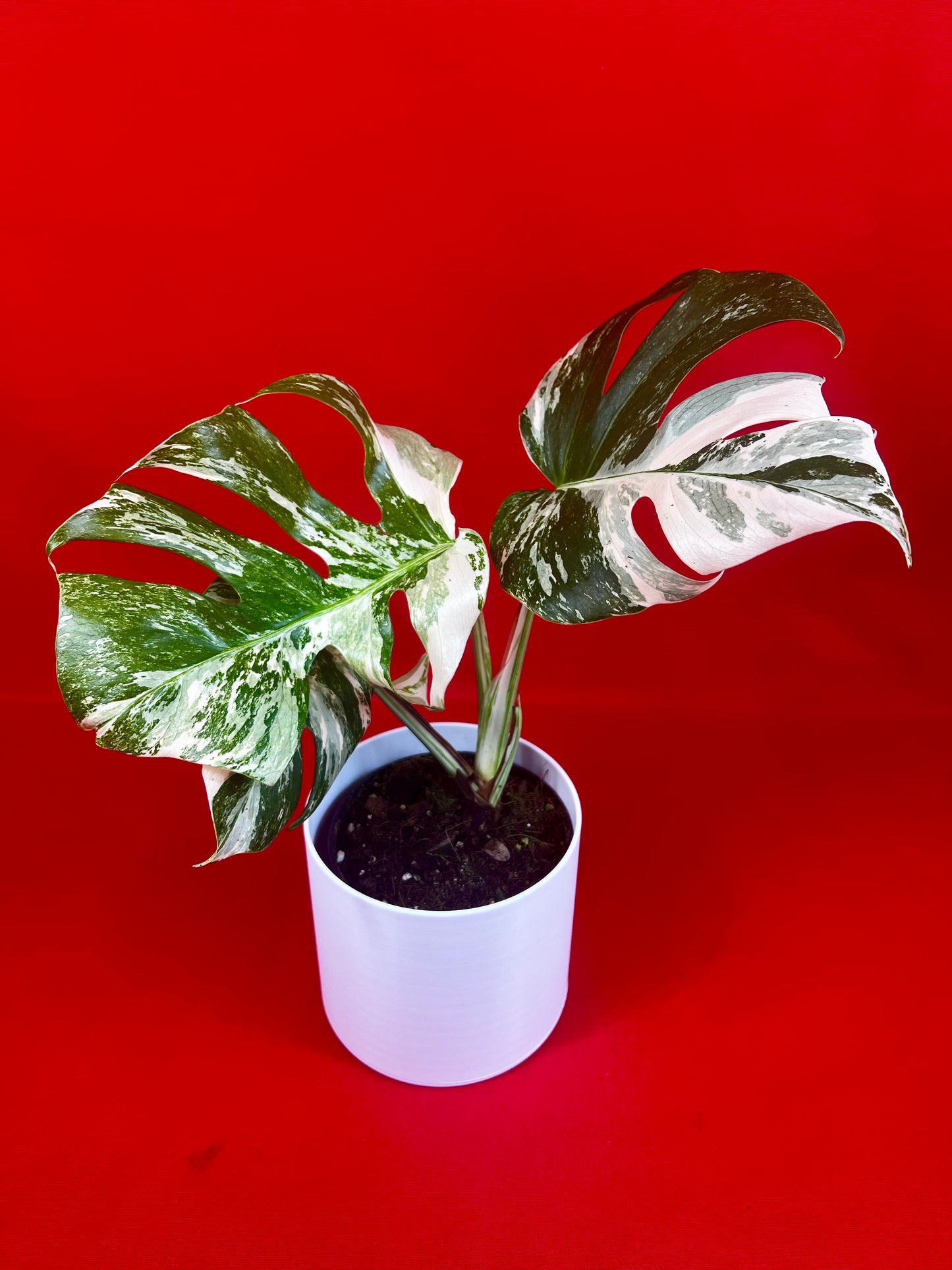 Monstera Deliciosa Variegata - LUplnts