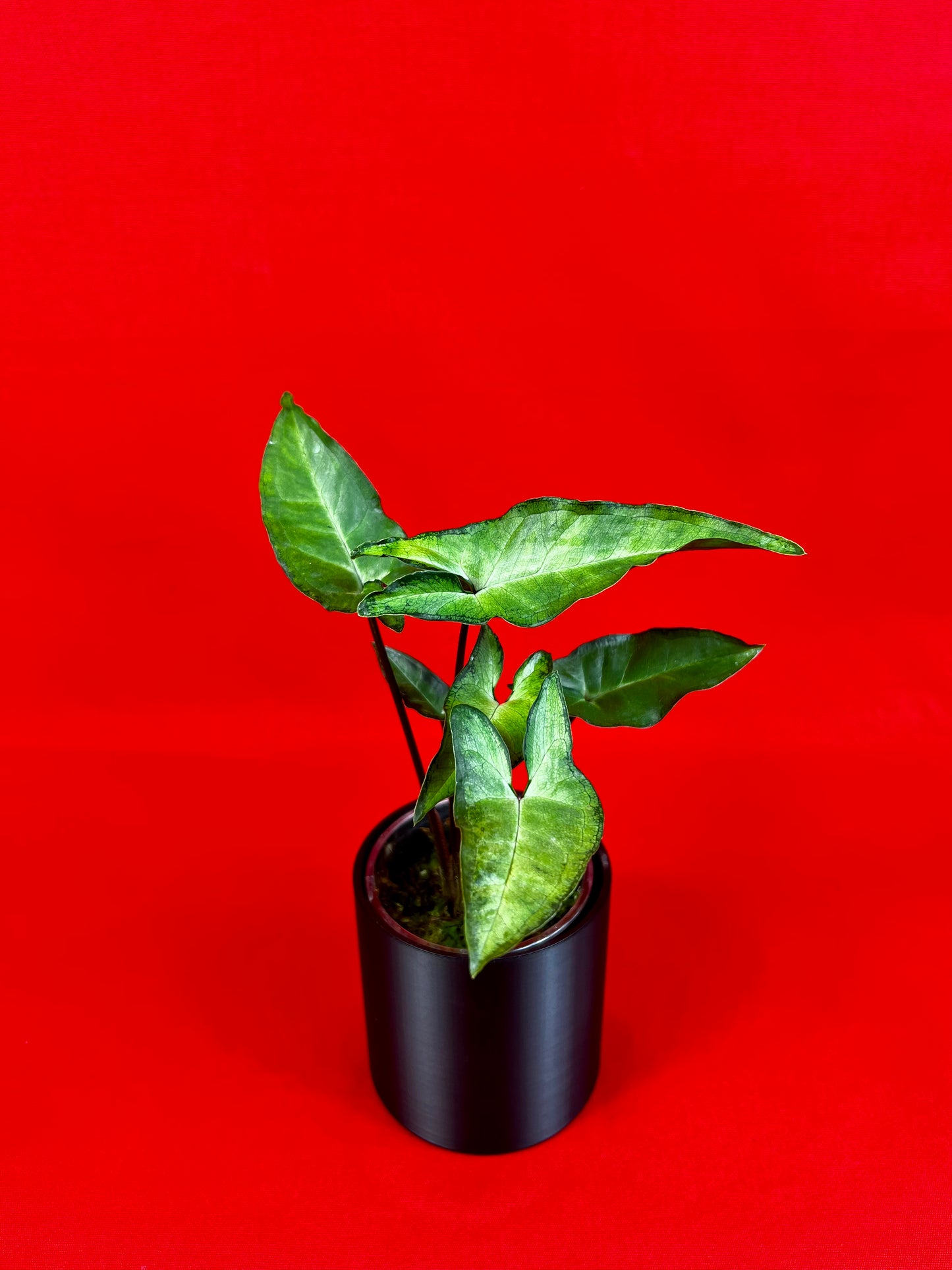 Syngonium Angustatum - LUplnts