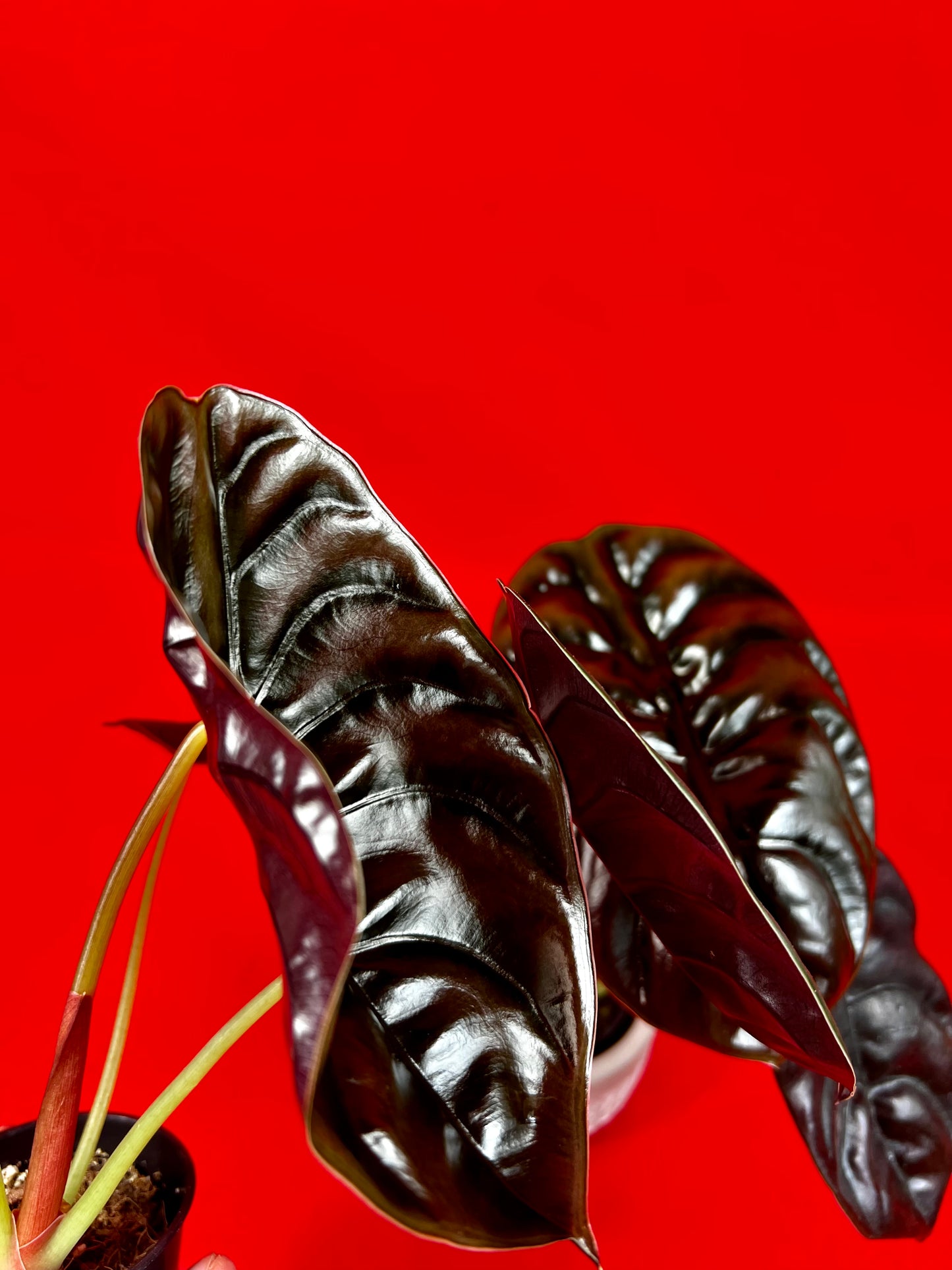 Alocasia Cuprea Red Secret (s) - LUplnts