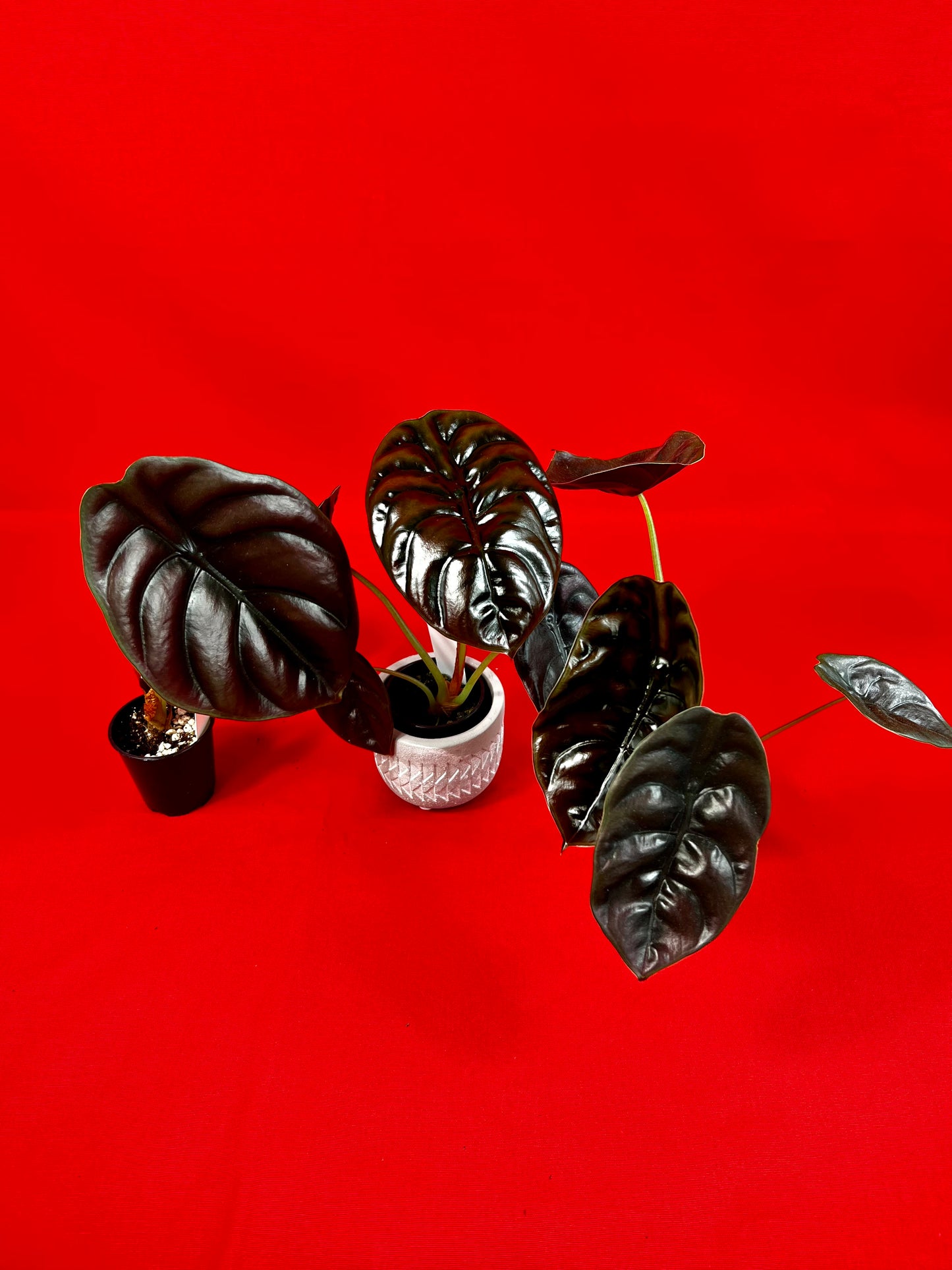 Alocasia Cuprea Red Secret (s) - LUplnts