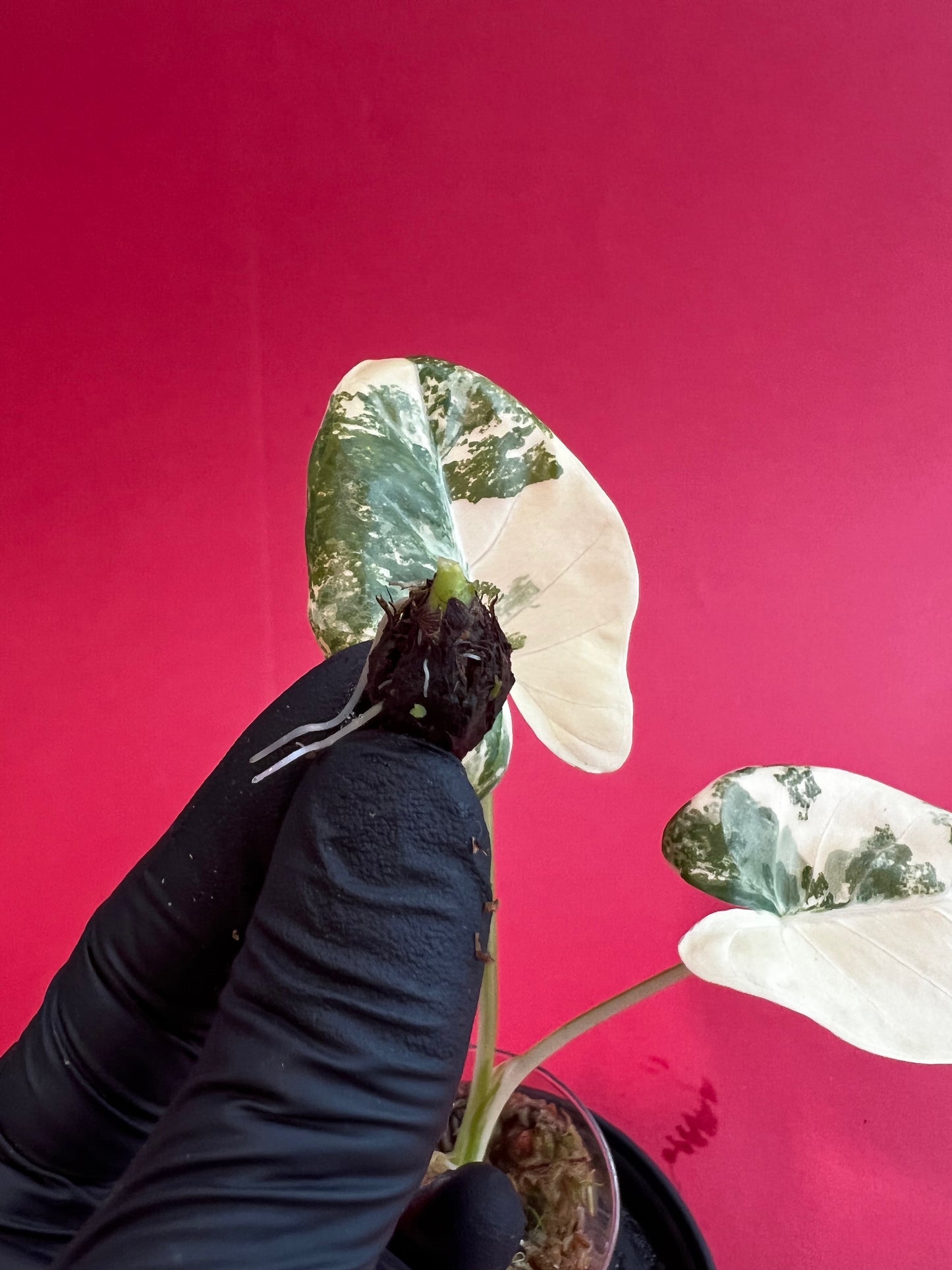 Alocasia Macrorrhiza Variegata (Bulb) - LUplnts