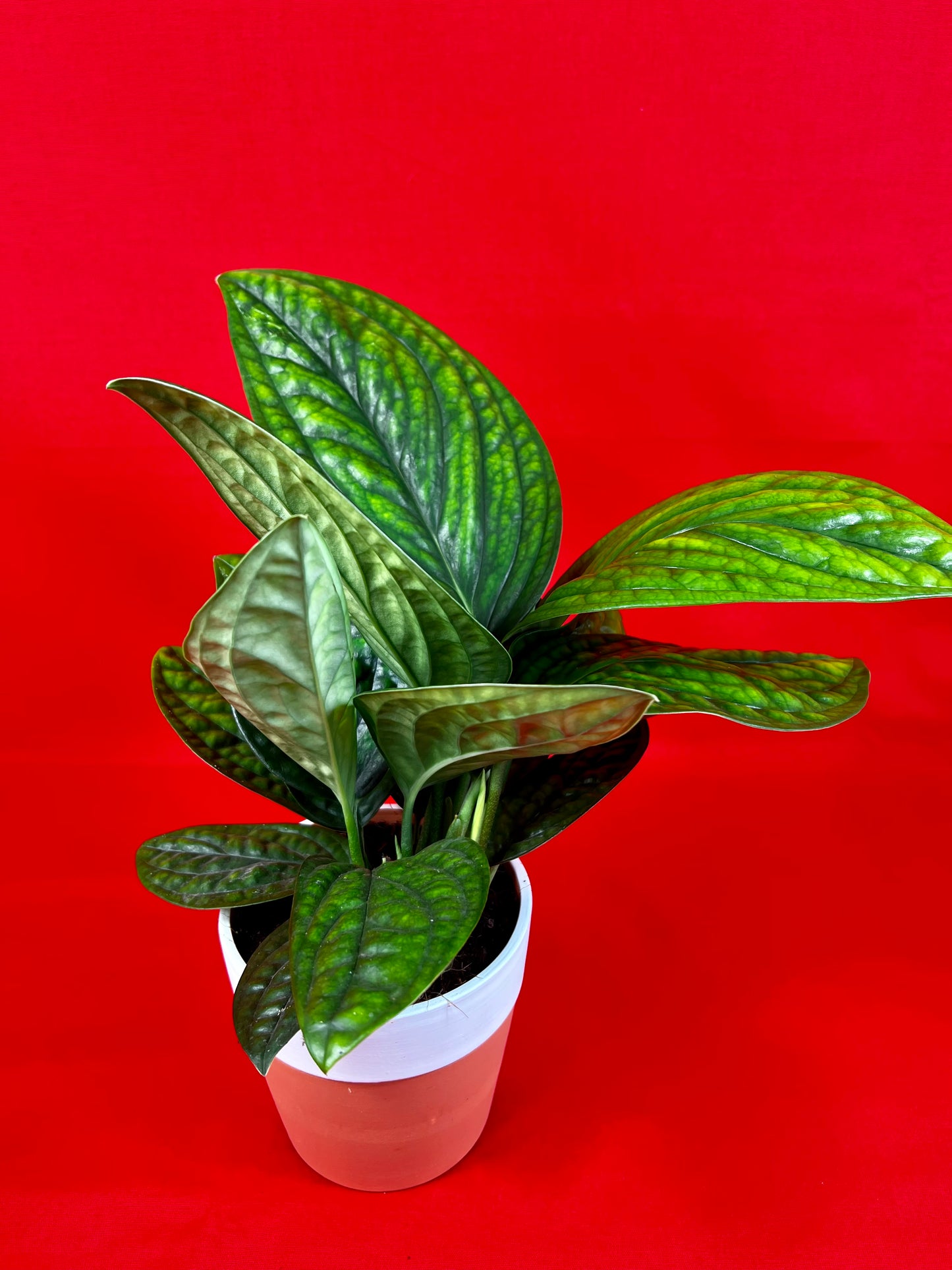Epipremnum pinnatum Marble Planet - LUplnts