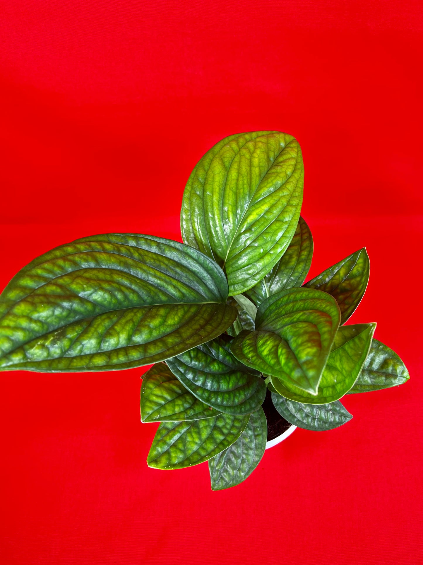 Epipremnum pinnatum Marble Planet - LUplnts