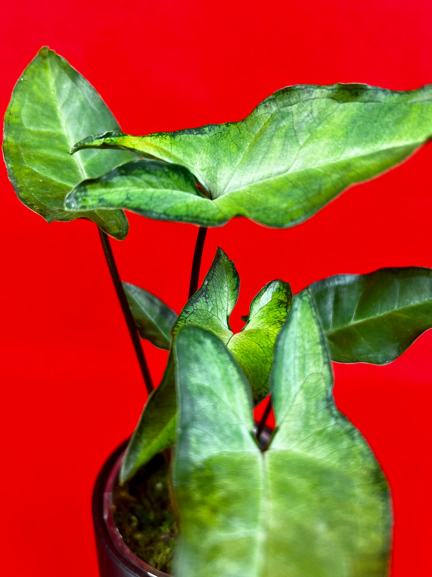 Syngonium Angustatum - LUplnts