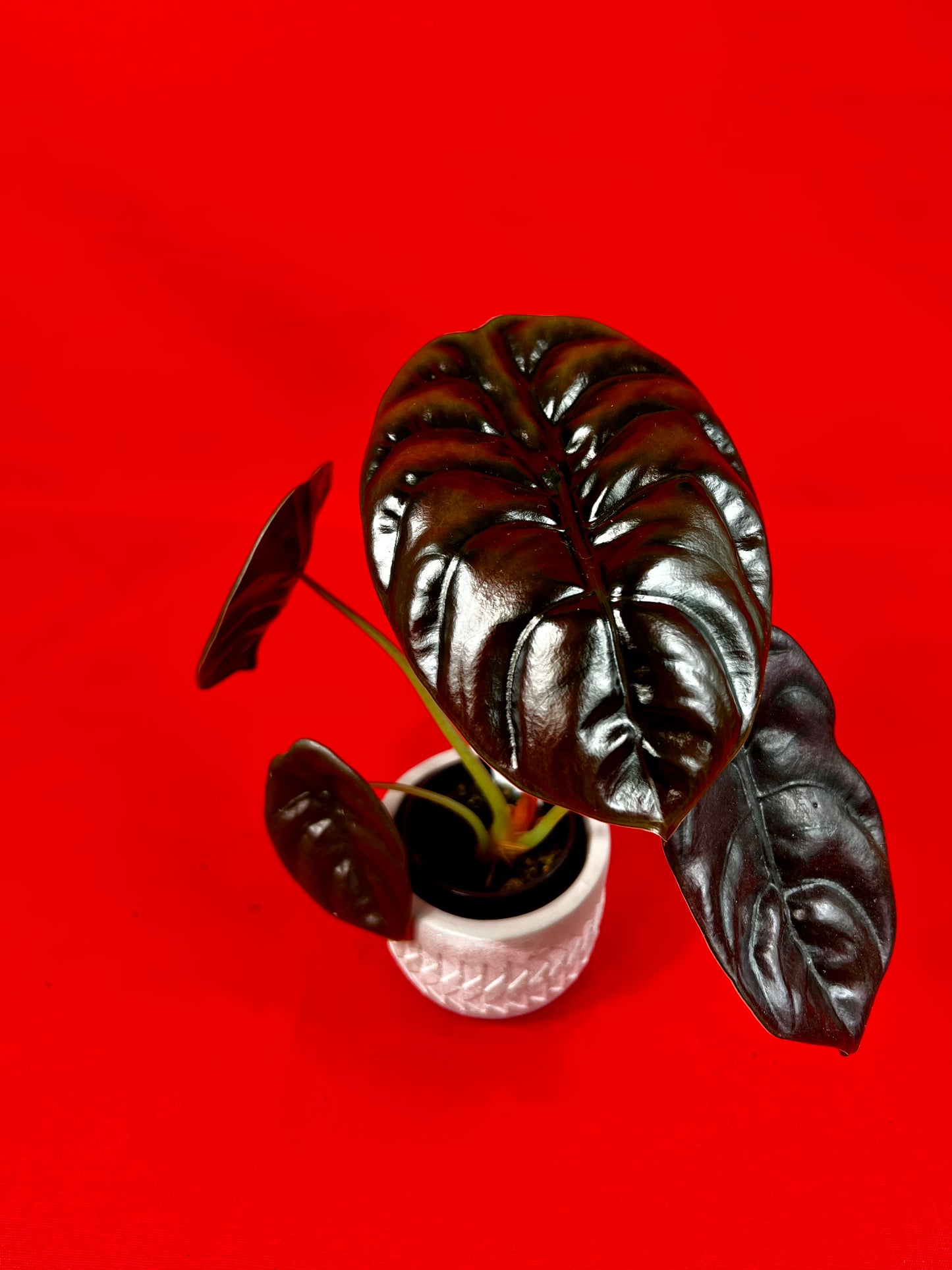 Alocasia Cuprea Red Secret (s) - LUplnts