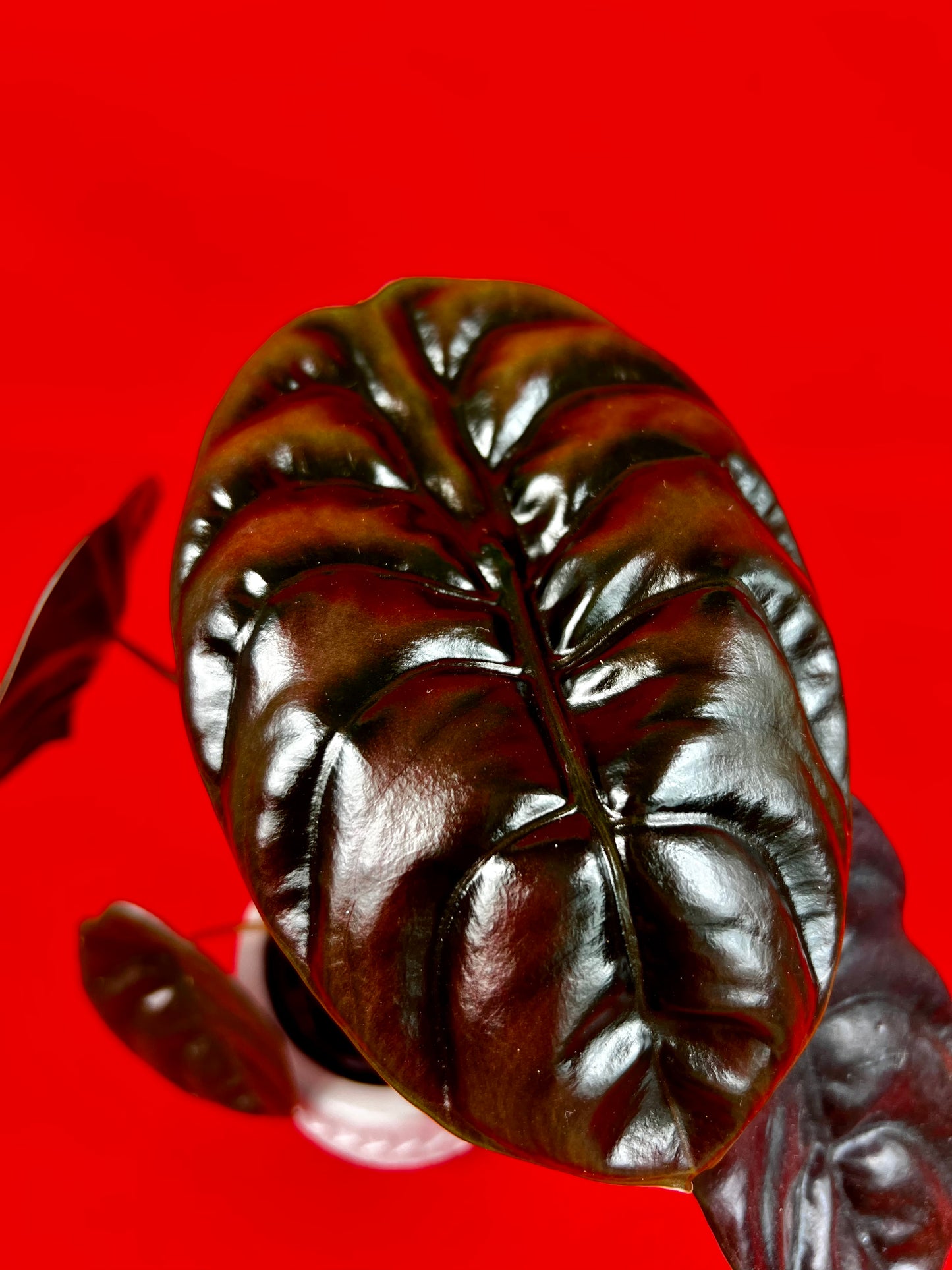Alocasia Cuprea Red Secret (s) - LUplnts