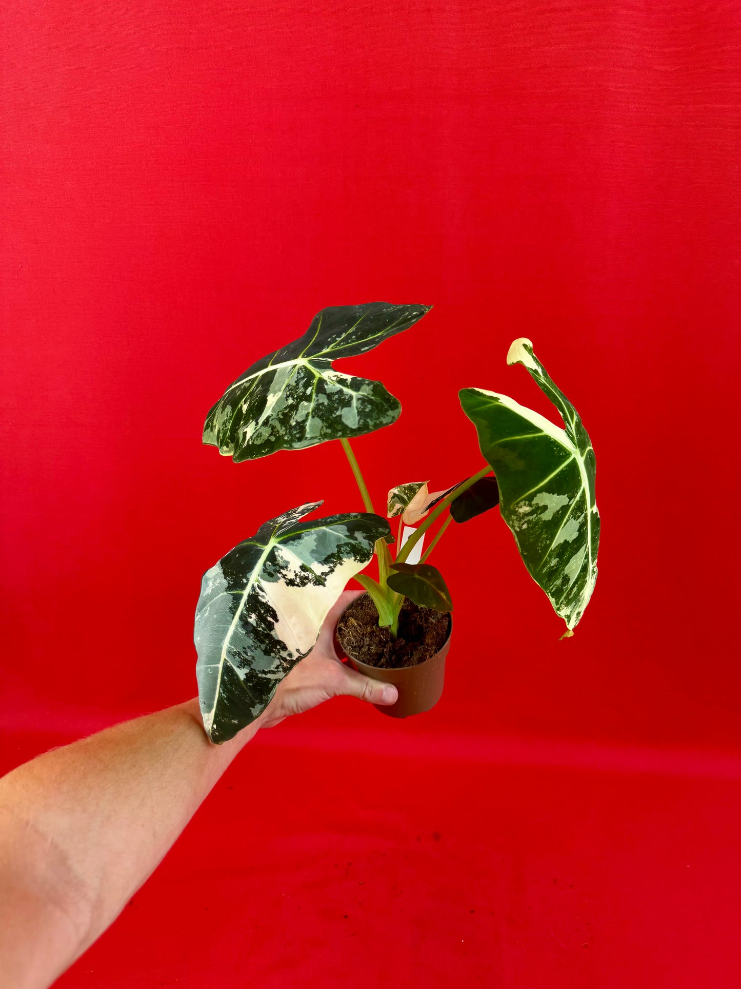 Alocasia micholitziana ‚Frydek Variegata‘
