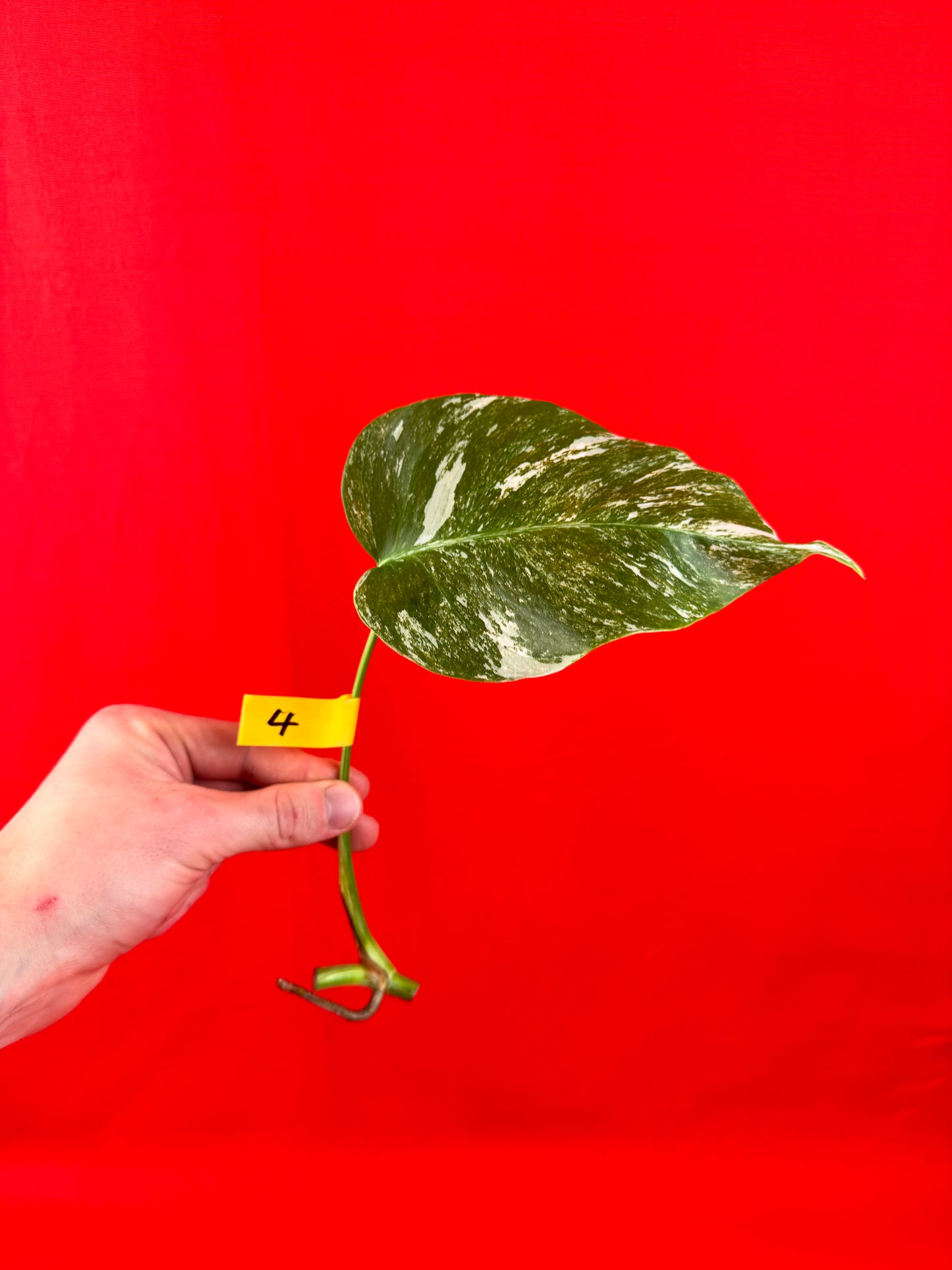 Monstera Deliciosa Variegata (cutting) - LUplnts