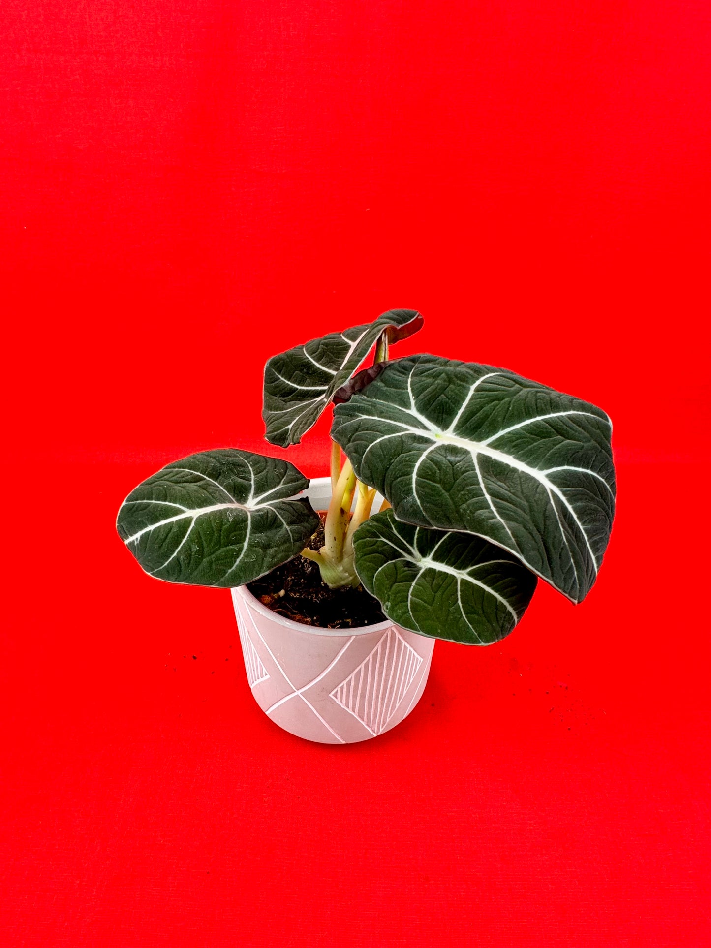 Alocasia Black Velvet